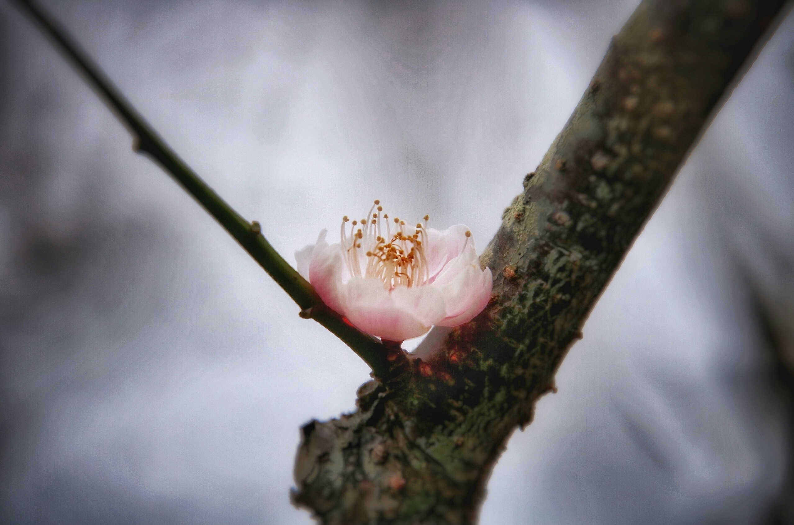 枝に咲くピンクの梅の花の一輪
