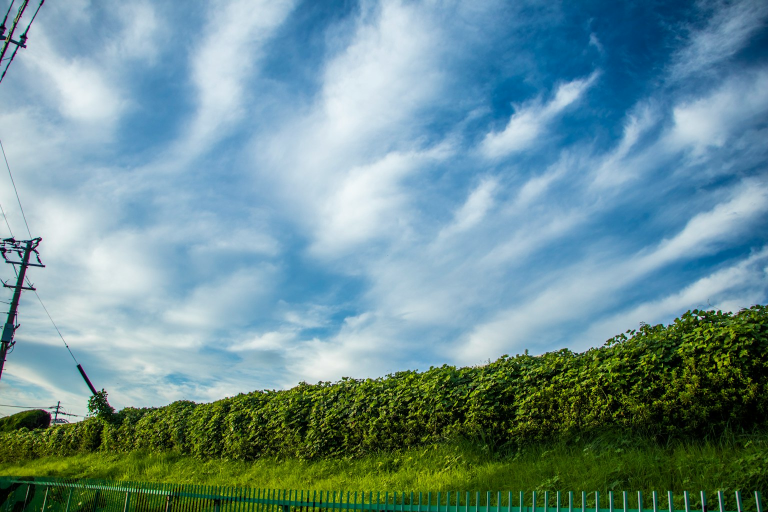 A landscape featuring a blue sky with white clouds and distinctive green foliage