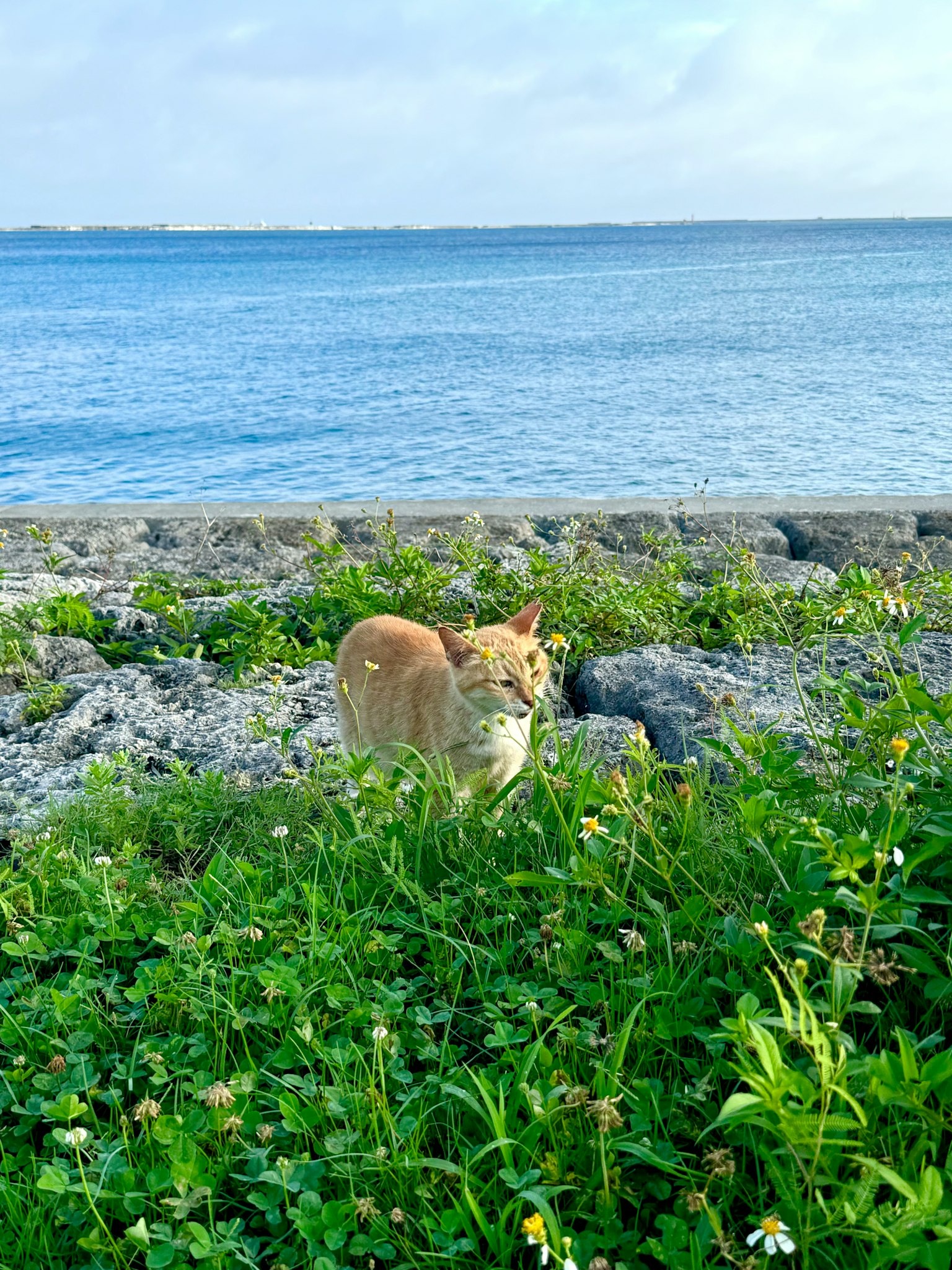 Orangefarbige Katze im grünen Gras am Meer