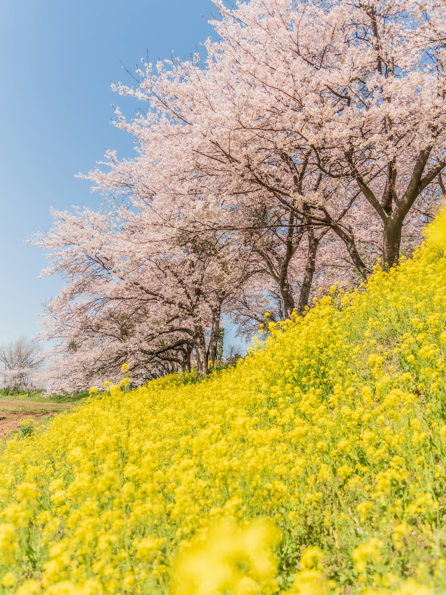 Paisaje primaveral con cerezos en flor y una colina de flores de colza amarillas
