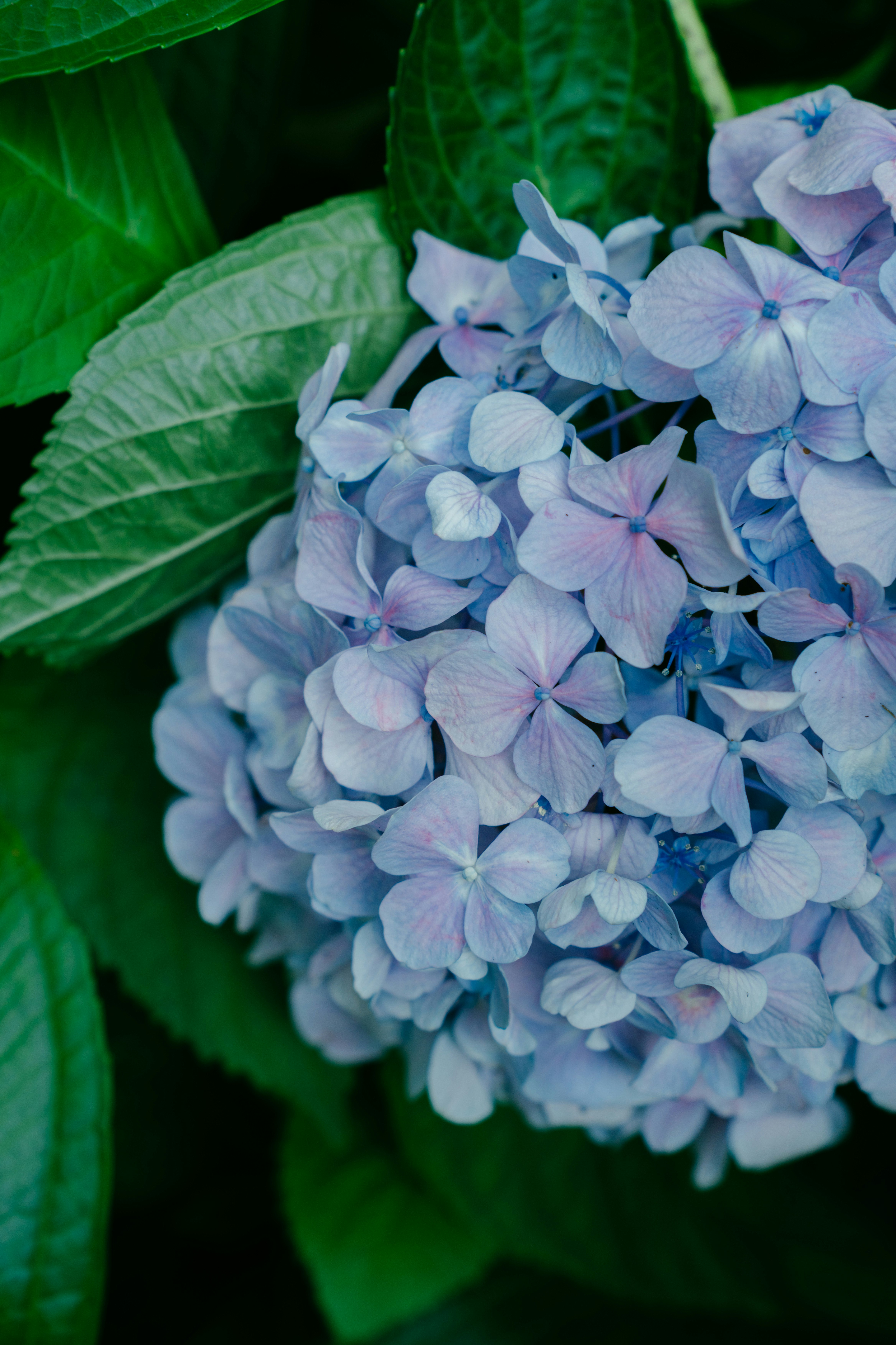 季節外れの紫陽花の花束と青い花びら