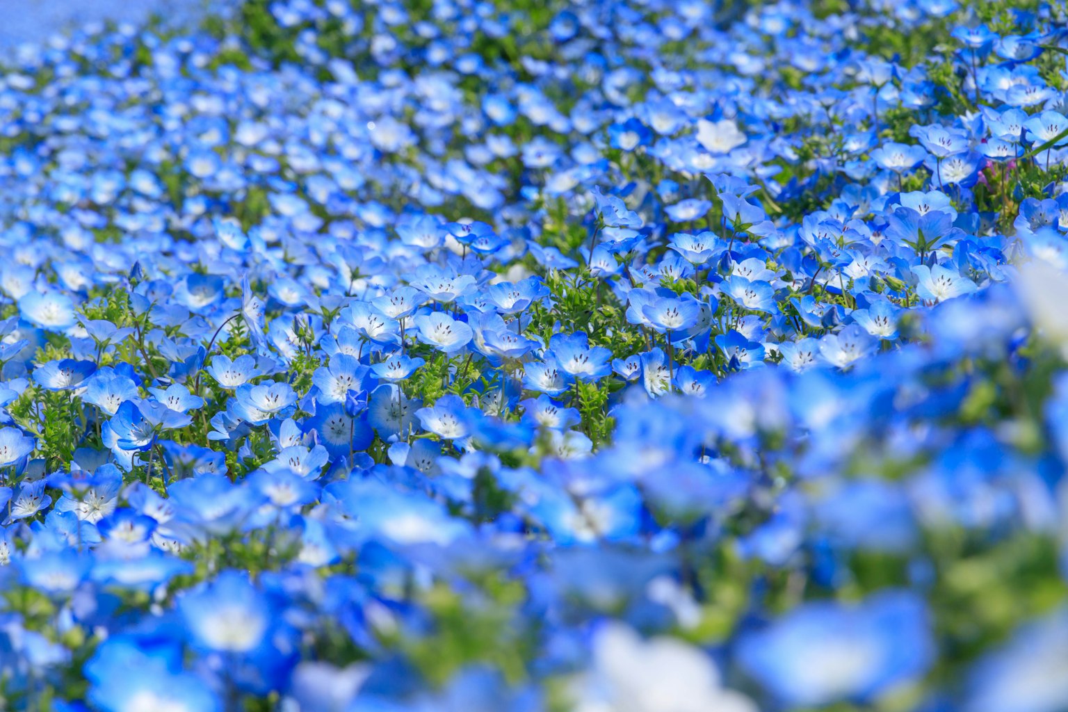 Champ de fleurs bleues en pleine floraison
