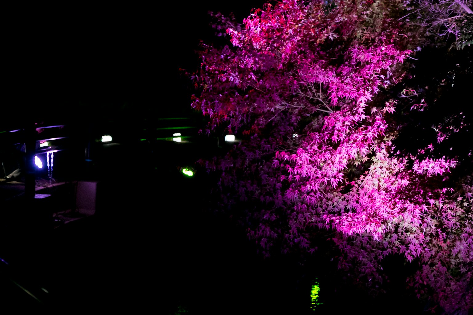 夜间被鲜艳粉色照亮的樱花树