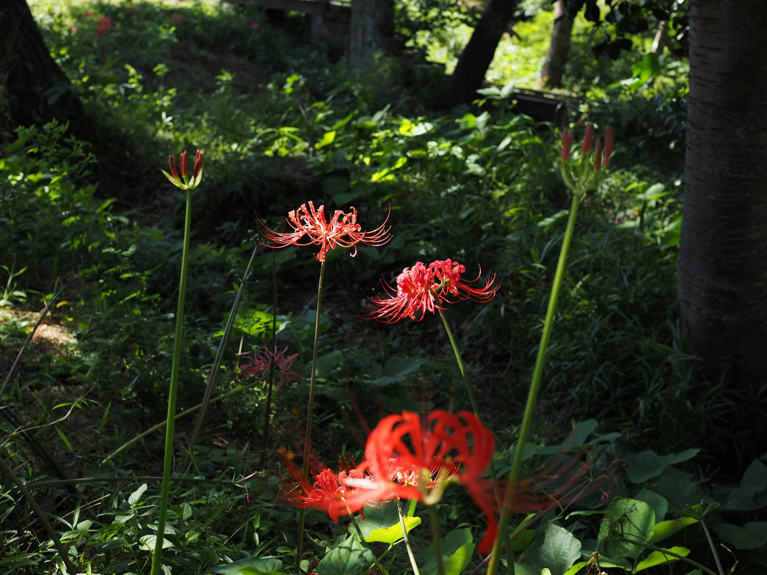 Red spider lilies blooming in a lush green background