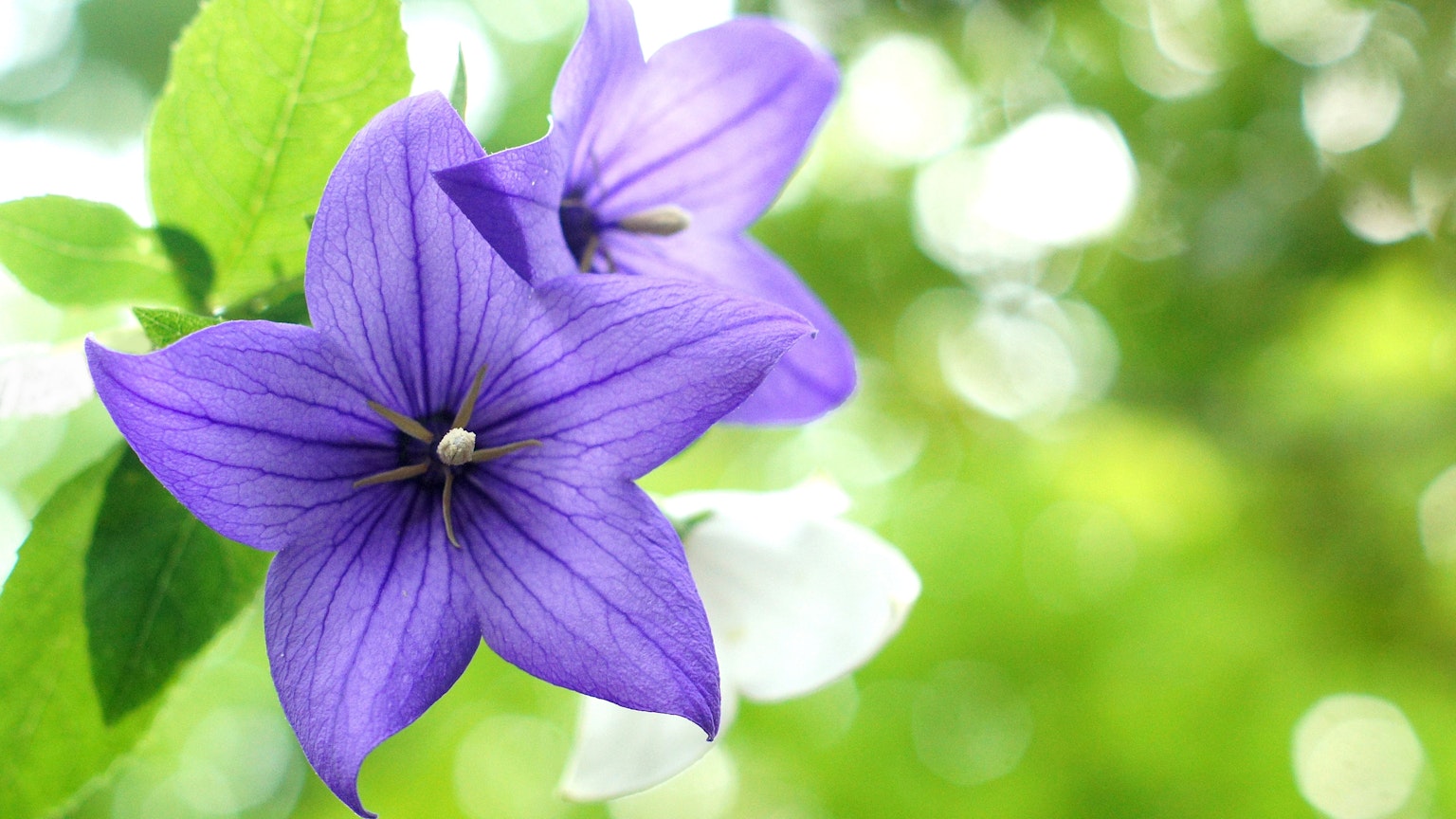 Hoa tím với lá xanh trên nền mờ mềm mại