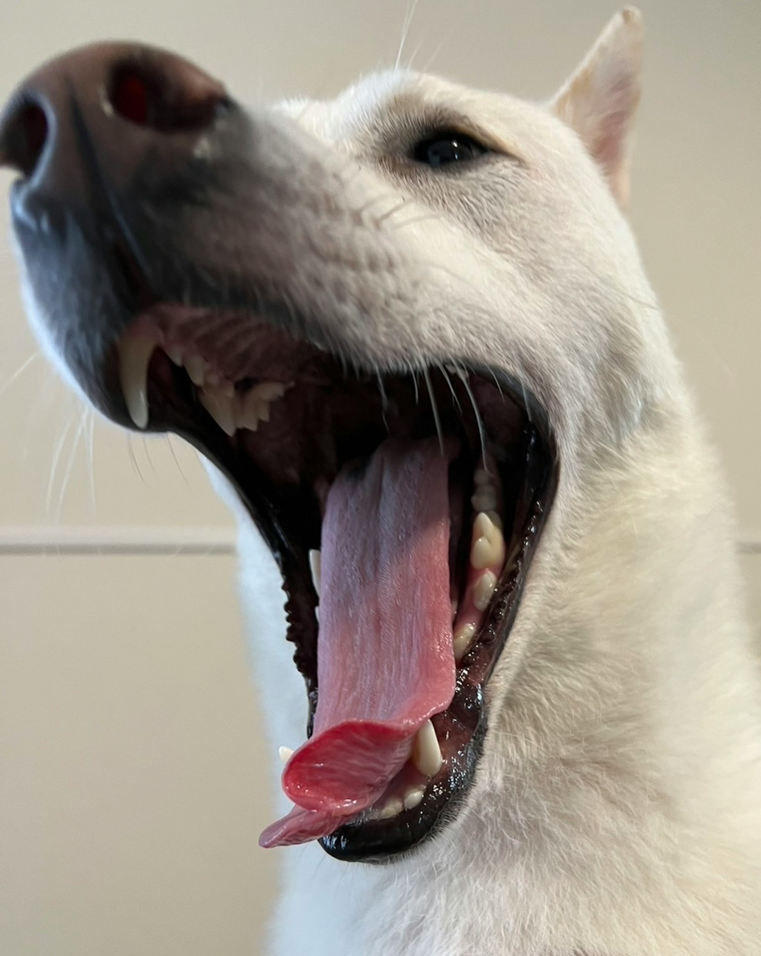 Anjing putih menguap lebar