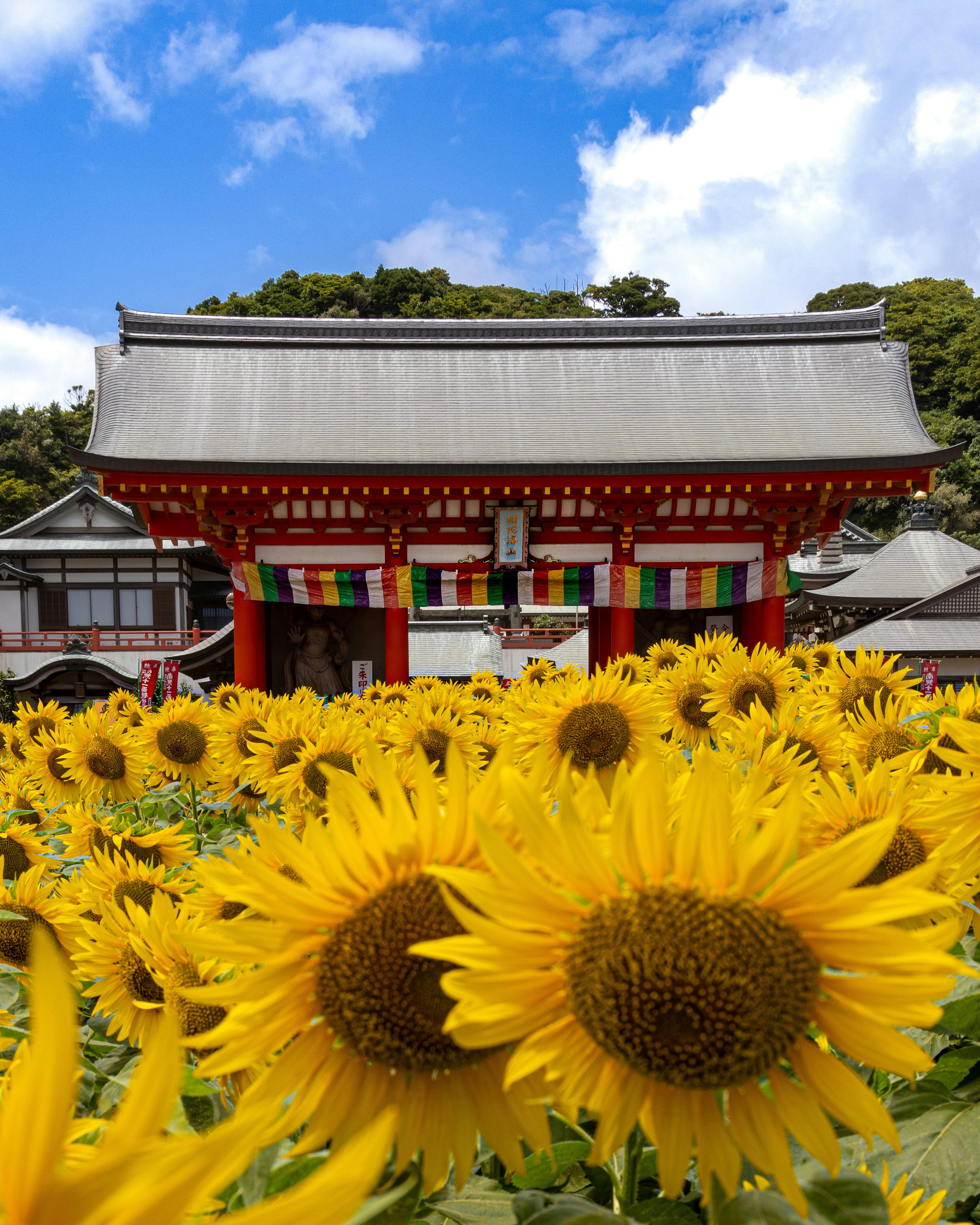 Sonnenblumen vor einer Tempelhalle