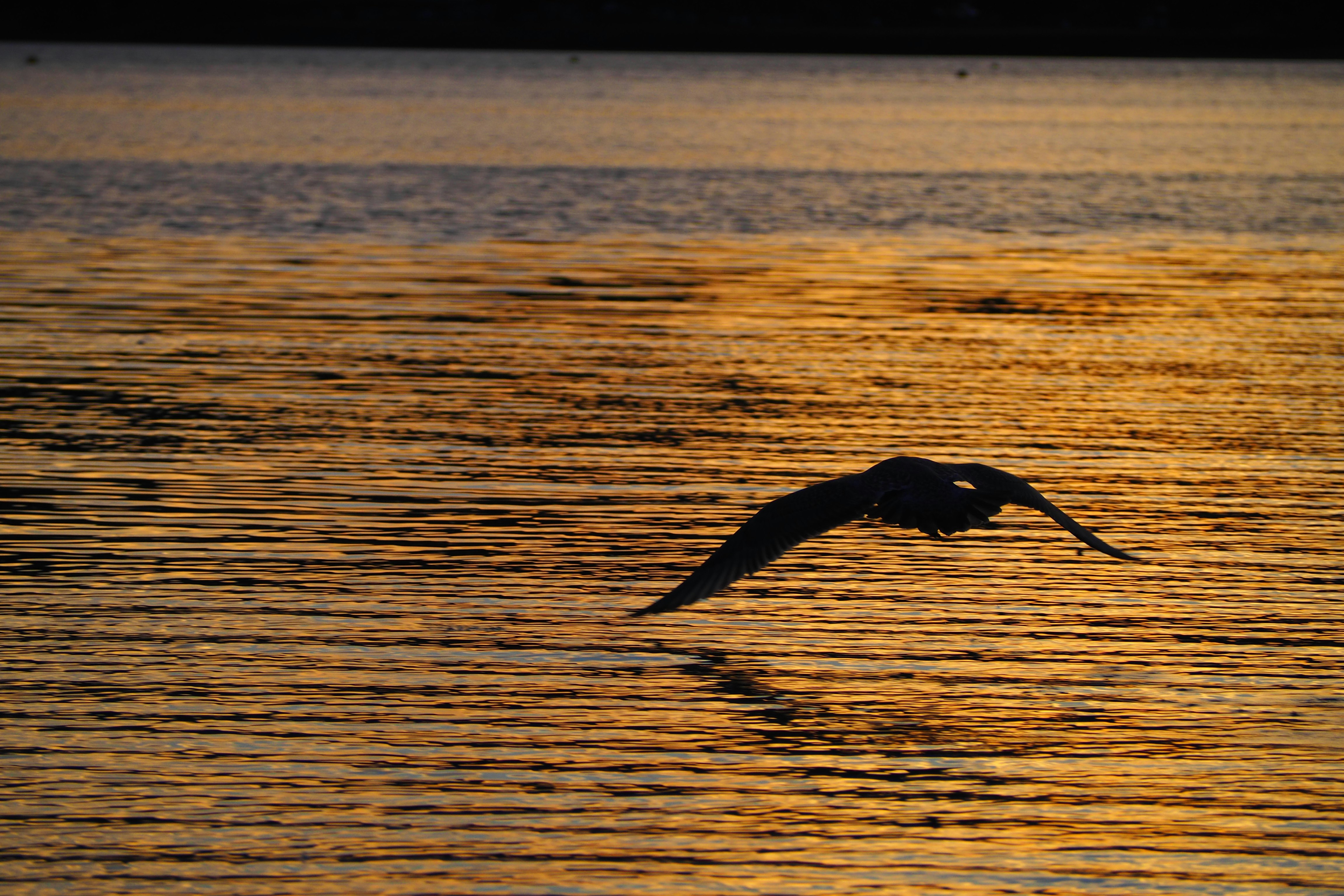 Sagoma di delfino che nuota su una superficie oceanica illuminata dal tramonto
