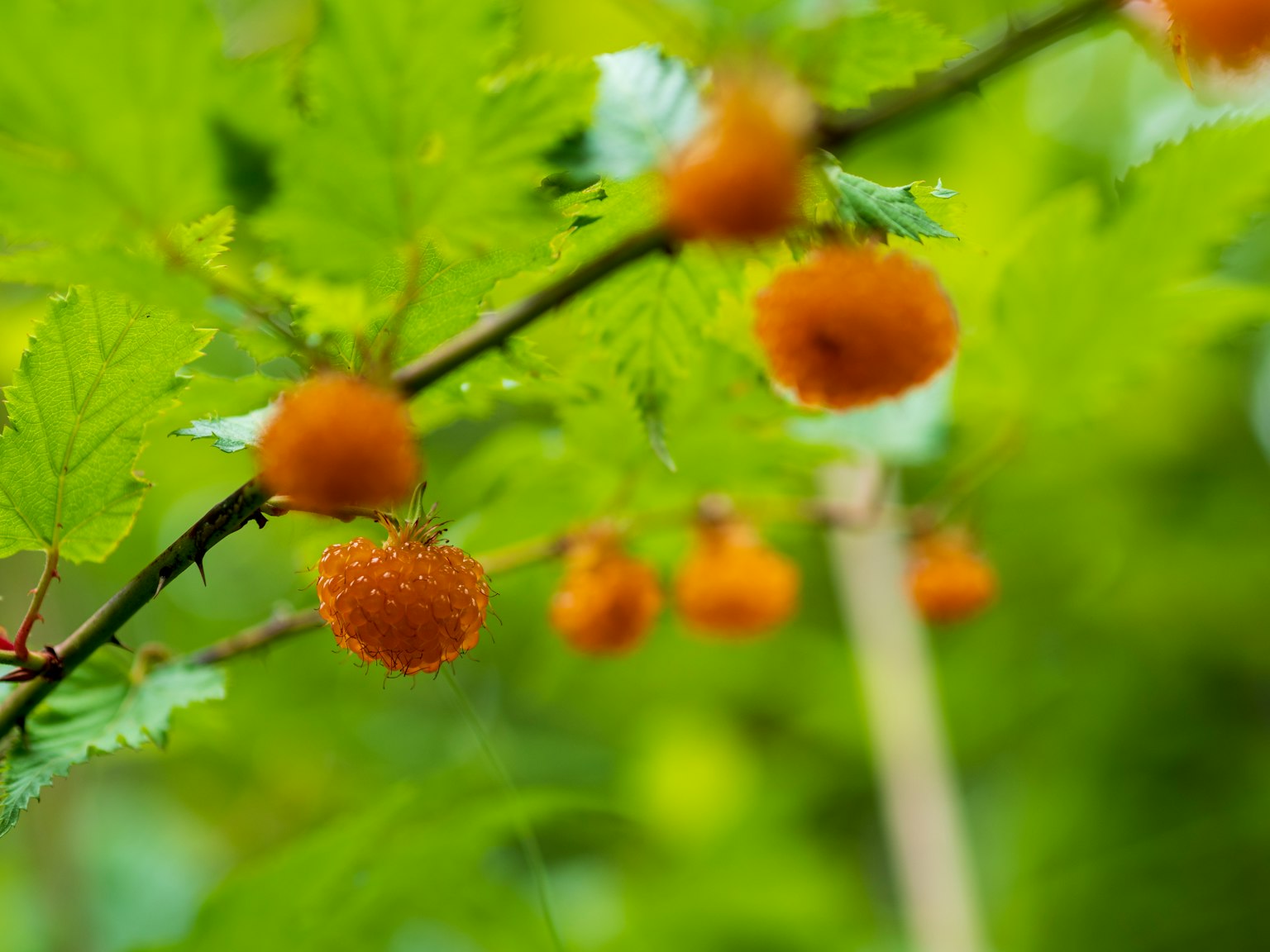Branch with orange fruits among green leaves