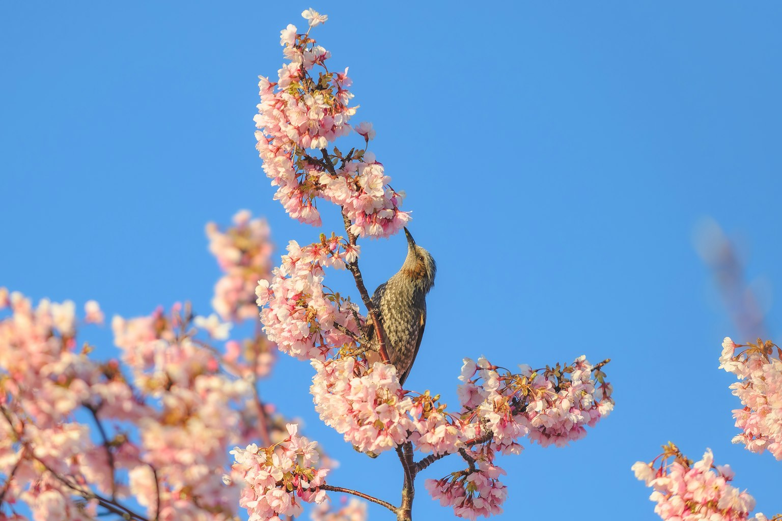 A small bird perched on cherry blossoms against a blue sky