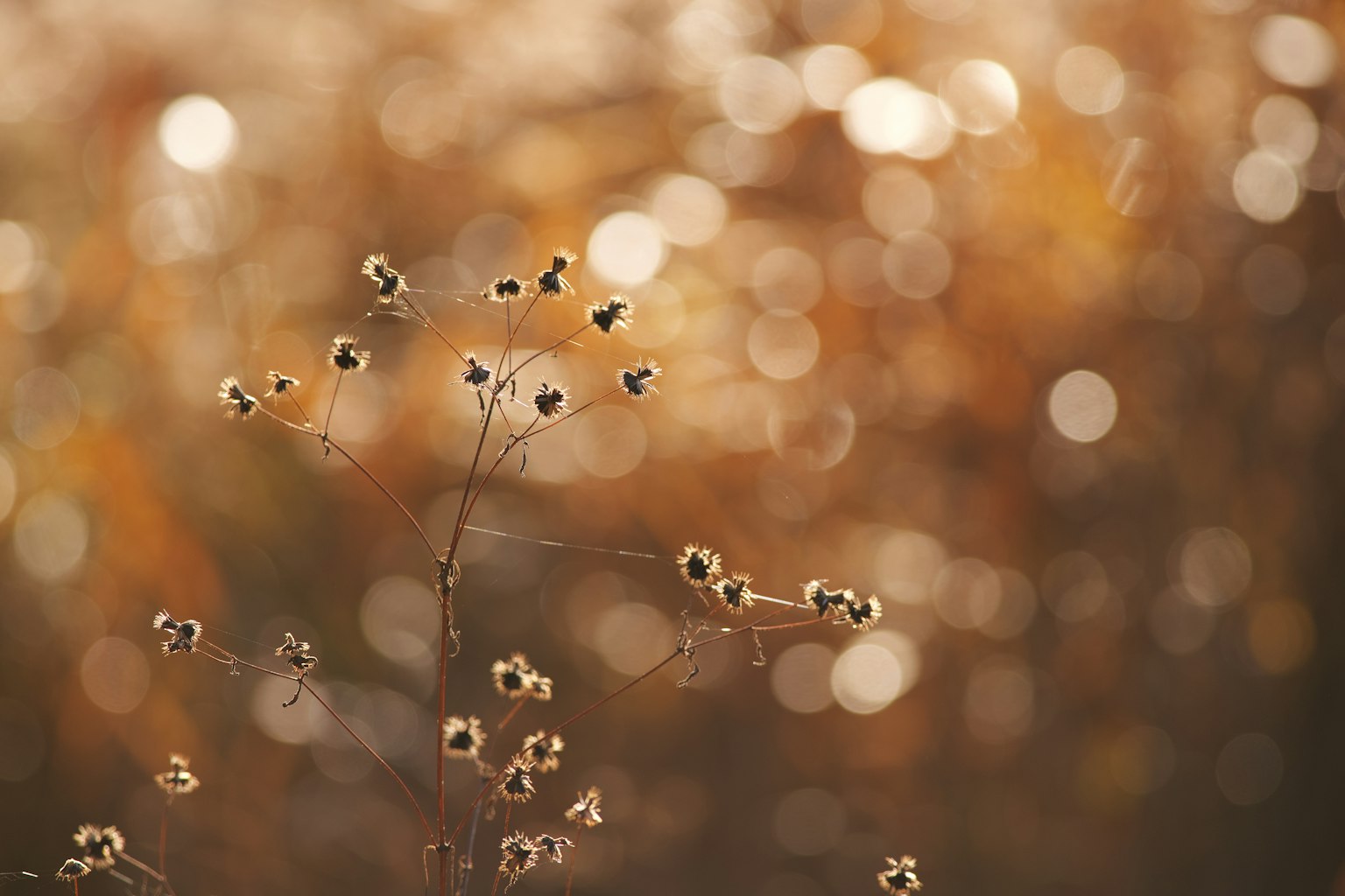 Blurred flower stalks against a warm autumn background with soft light