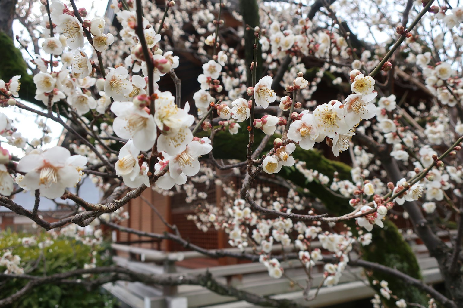 Albero di prugno con fiori bianchi e un edificio tradizionale sullo sfondo