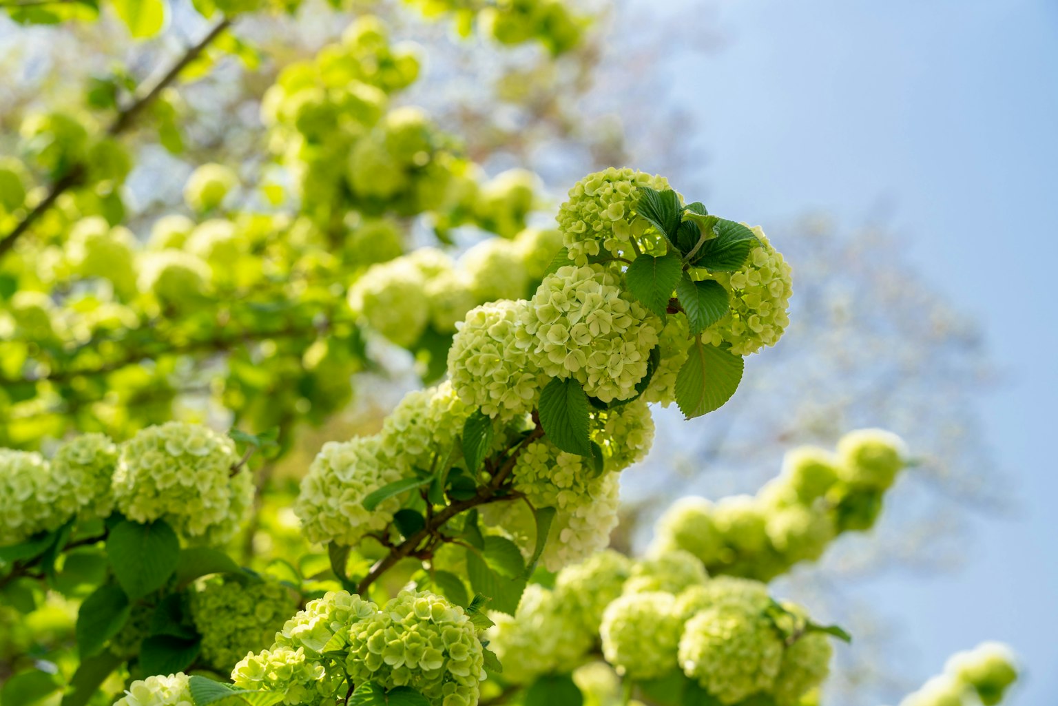 Zweig eines Baumes mit grünen Blumen vor blauem Himmel