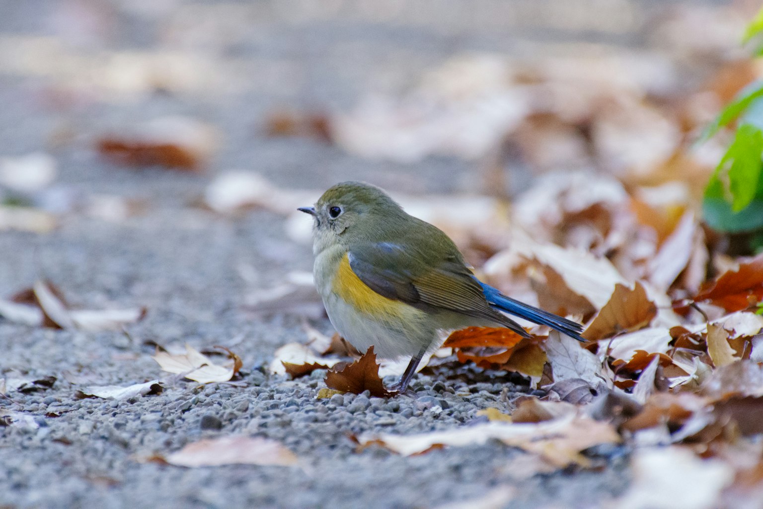 Ein kleiner Vogel steht auf gefallenen Blättern