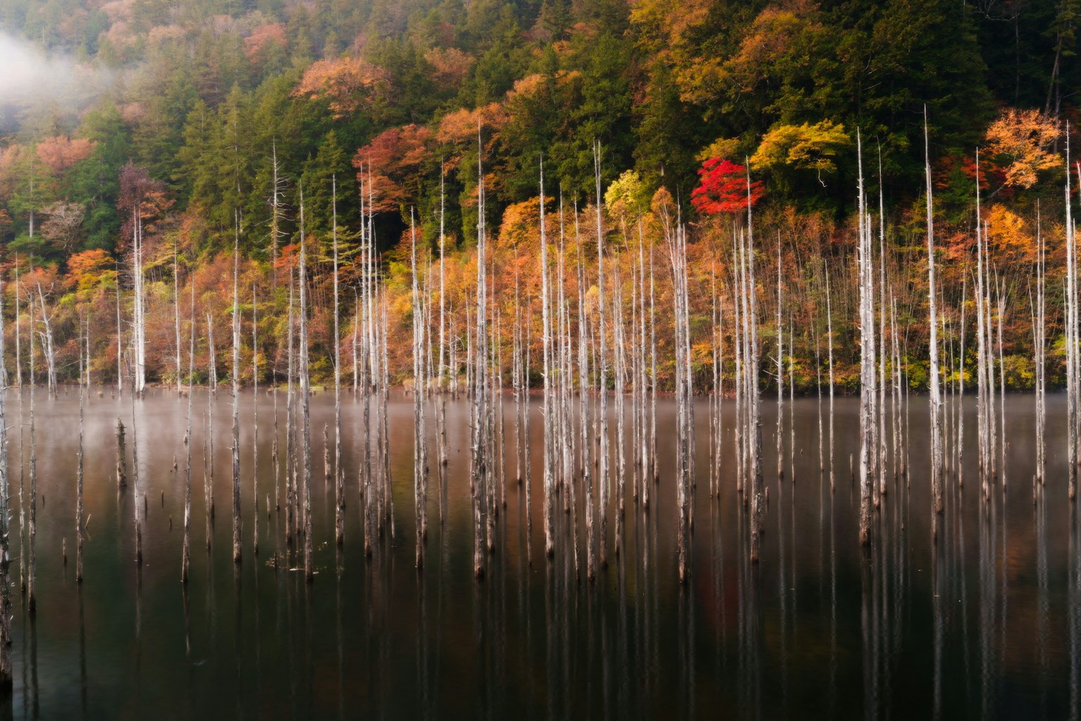 Troncos de árboles blancos reflejados en un lago sereno rodeado de follaje otoñal