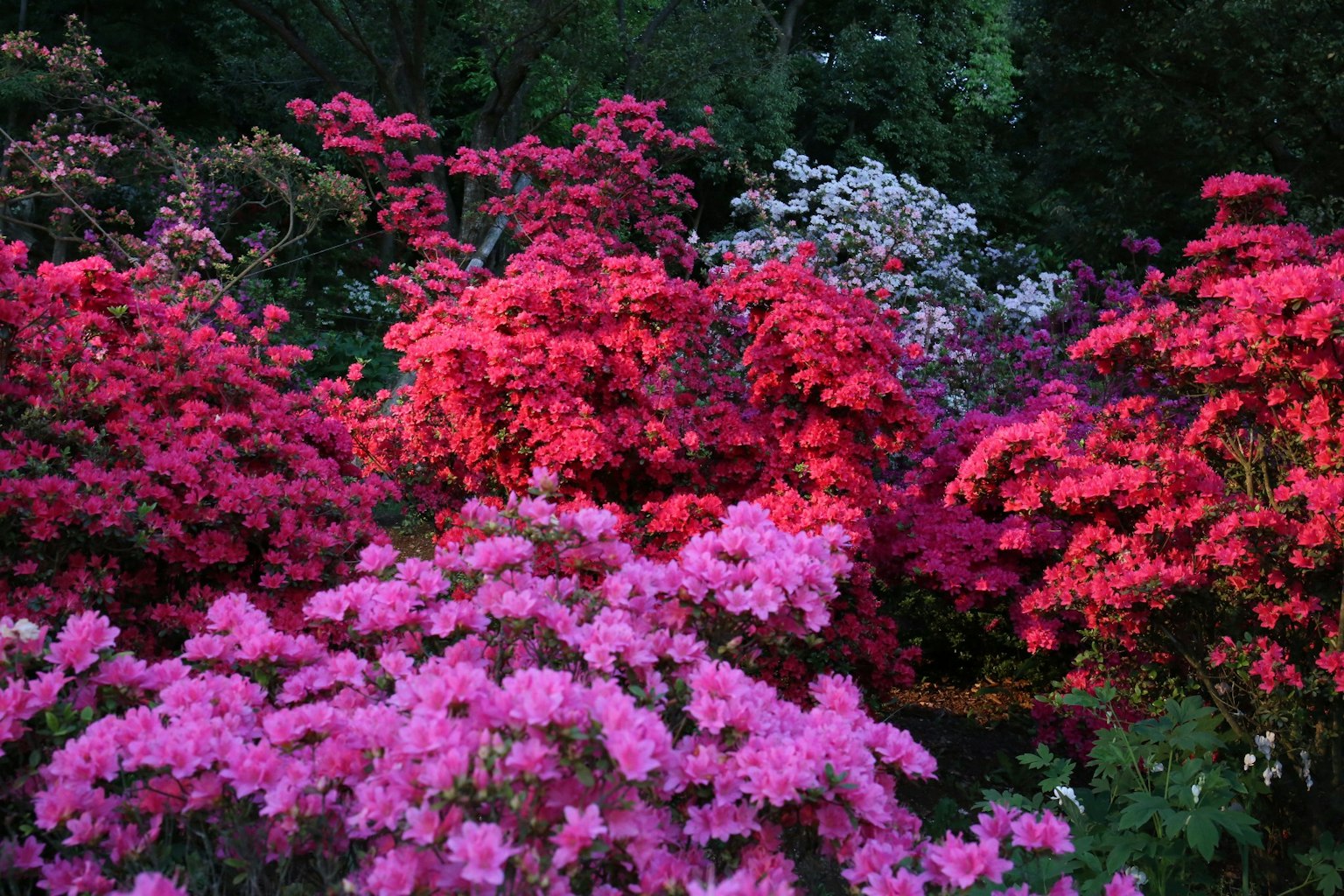 Bunga azalea berwarna-warni dalam nuansa merah muda dan merah