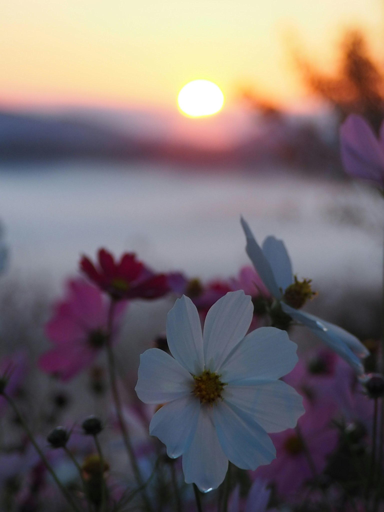 Beautiful cosmos flowers blooming at sunset