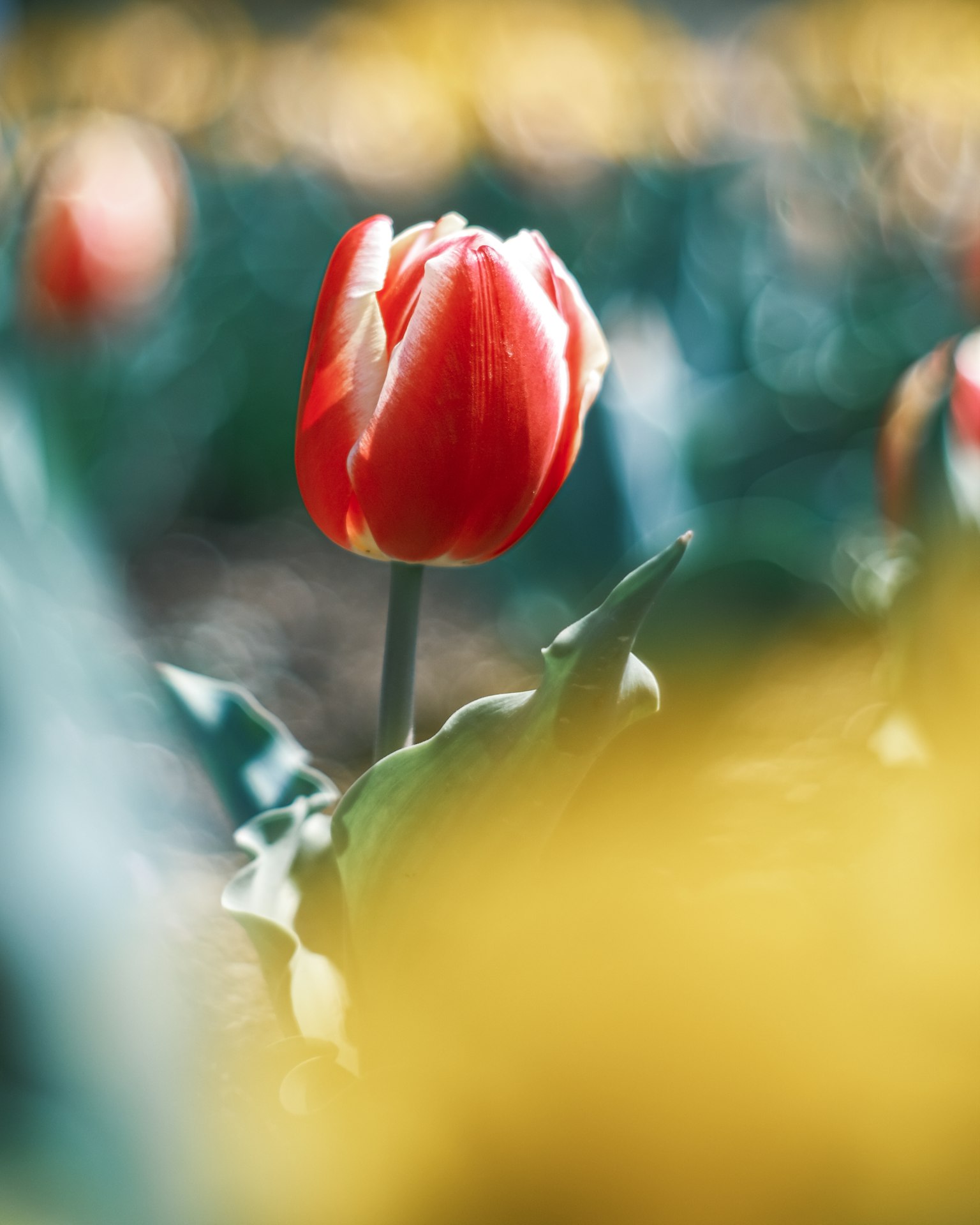 Sebuah tulip merah cerah dikelilingi oleh daun hijau di ladang