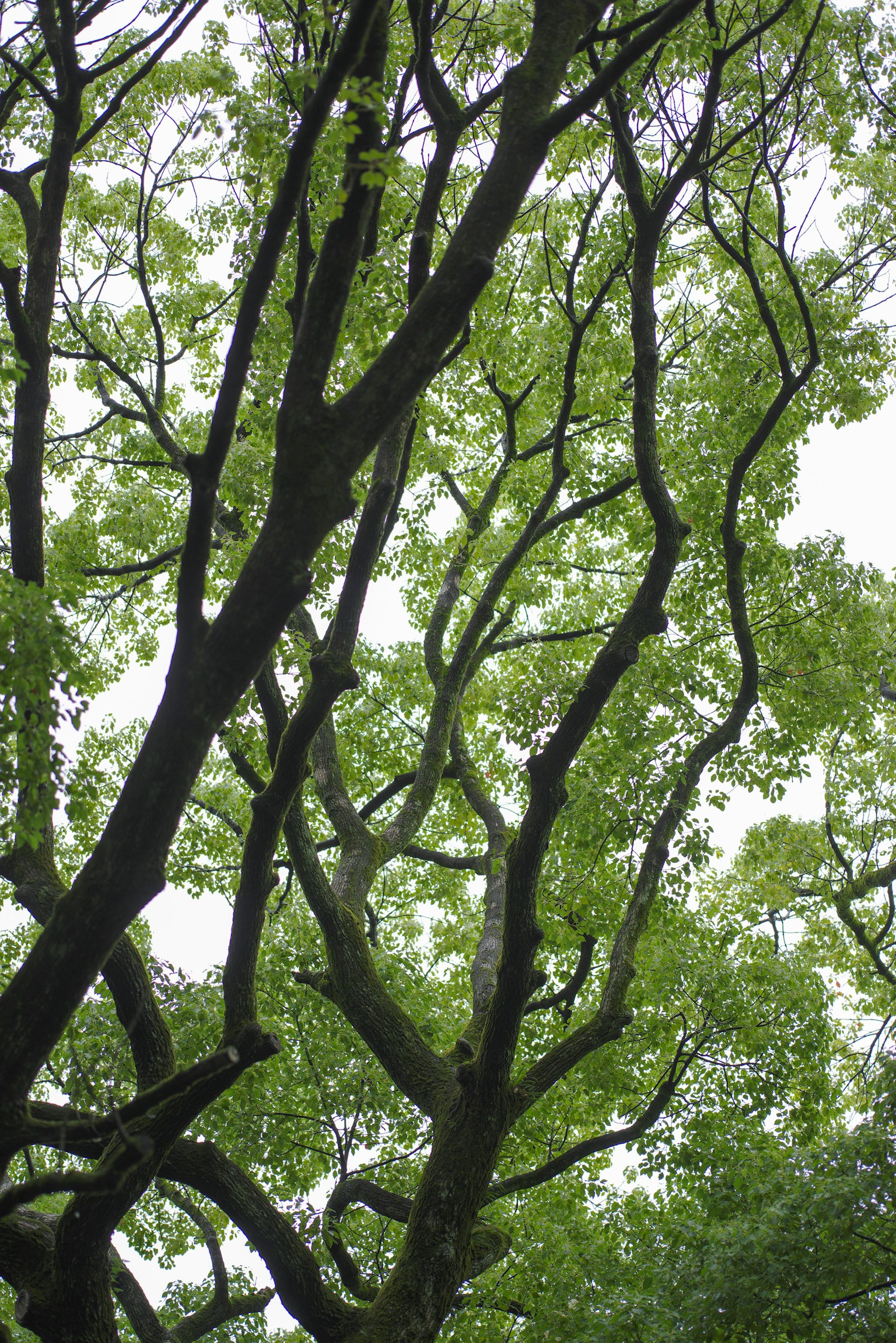 Vista de las ramas de un gran árbol con hojas verdes exuberantes