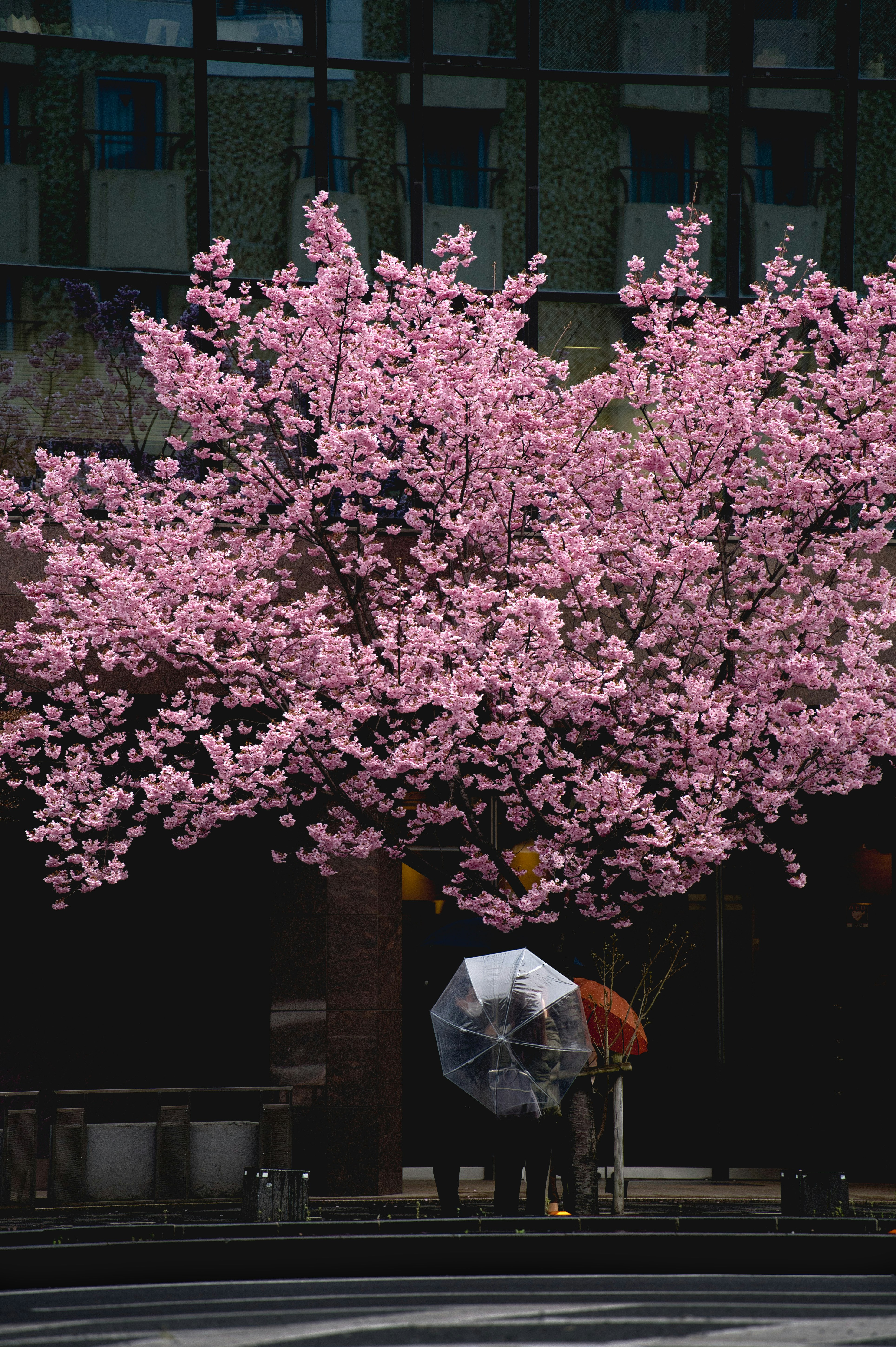 Umbrella under Kyoto’s Yōkō Sakura blossoms in the rain