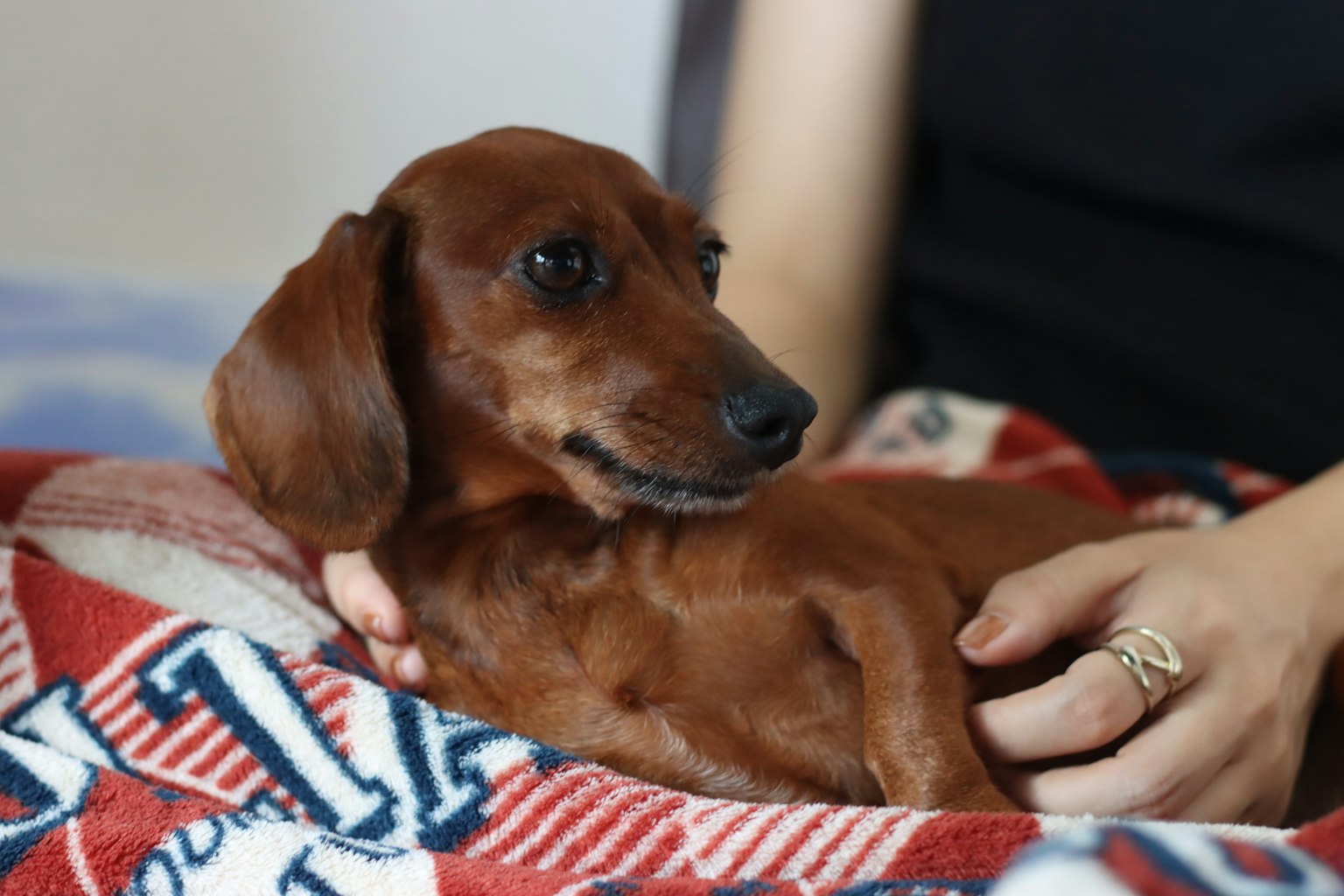 Dachshund coklat bersantai di atas selimut