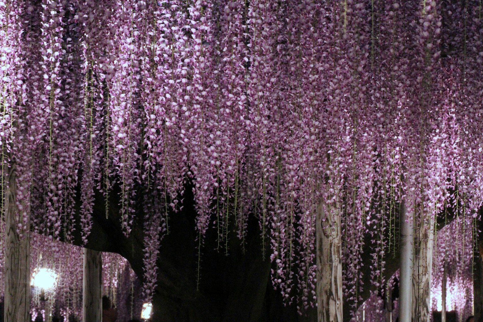 ทิวทัศน์ที่น่าหลงใหลของดอกวิสทีเรียสีม่วงที่ห้อยลงมา