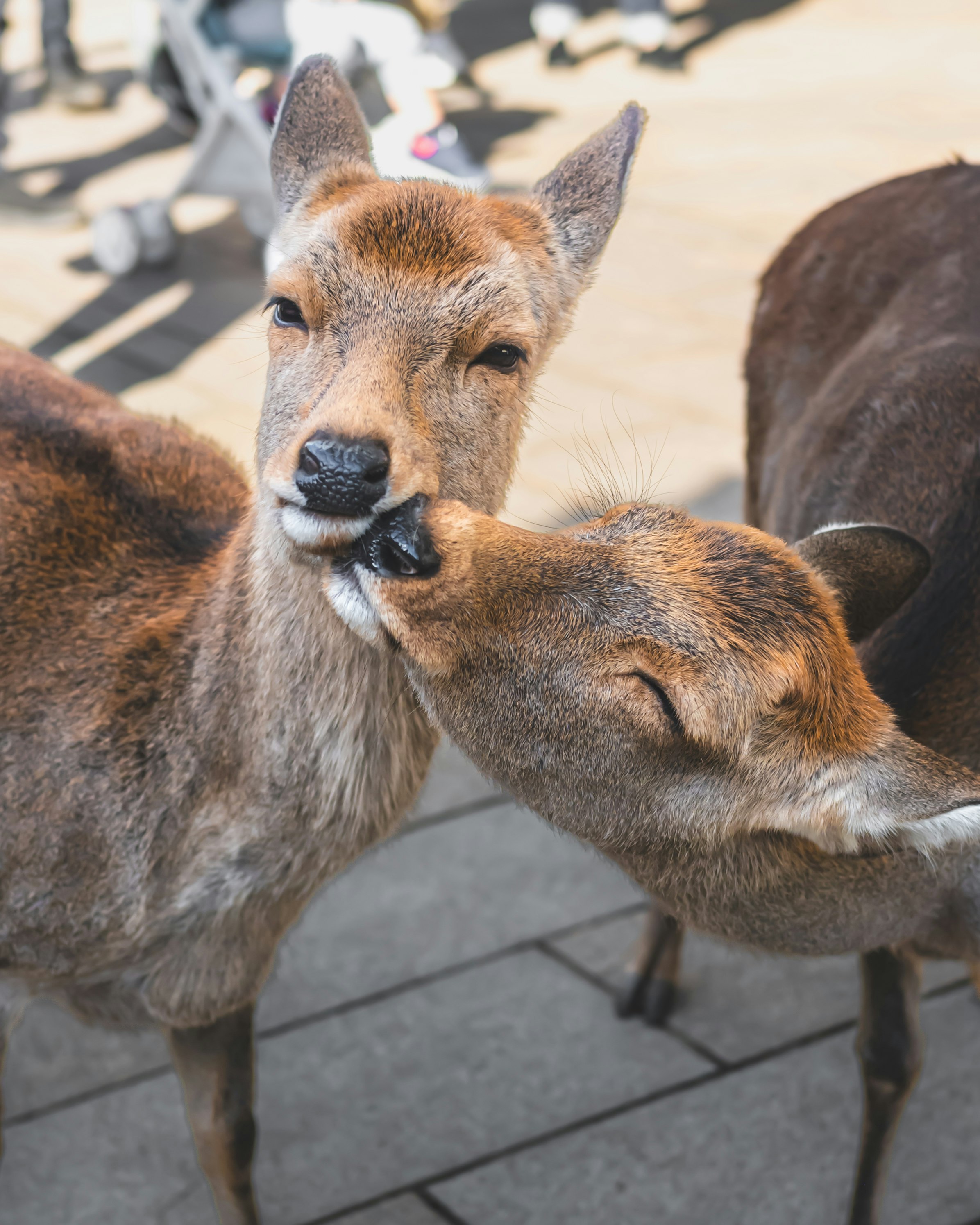 奈良公園の鹿が寄り添う様子