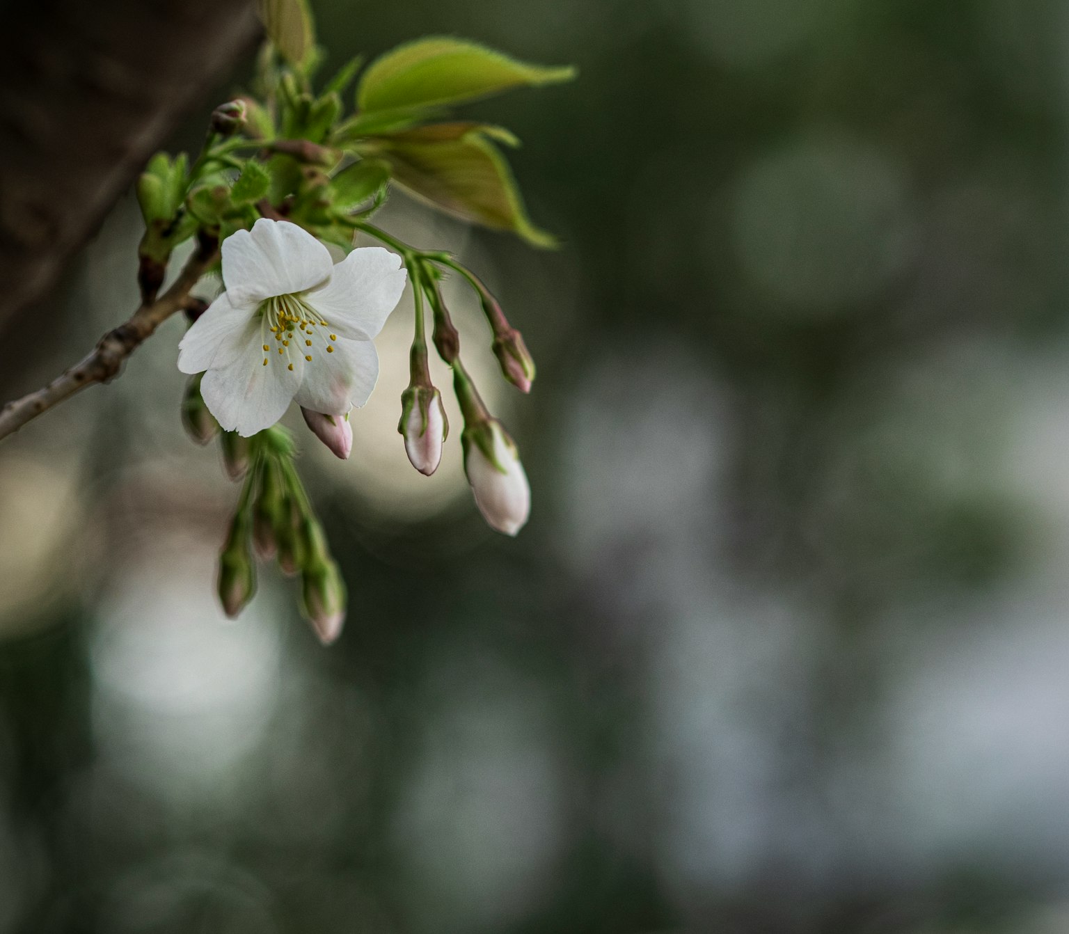 櫻花和花苞懸掛在樹枝上