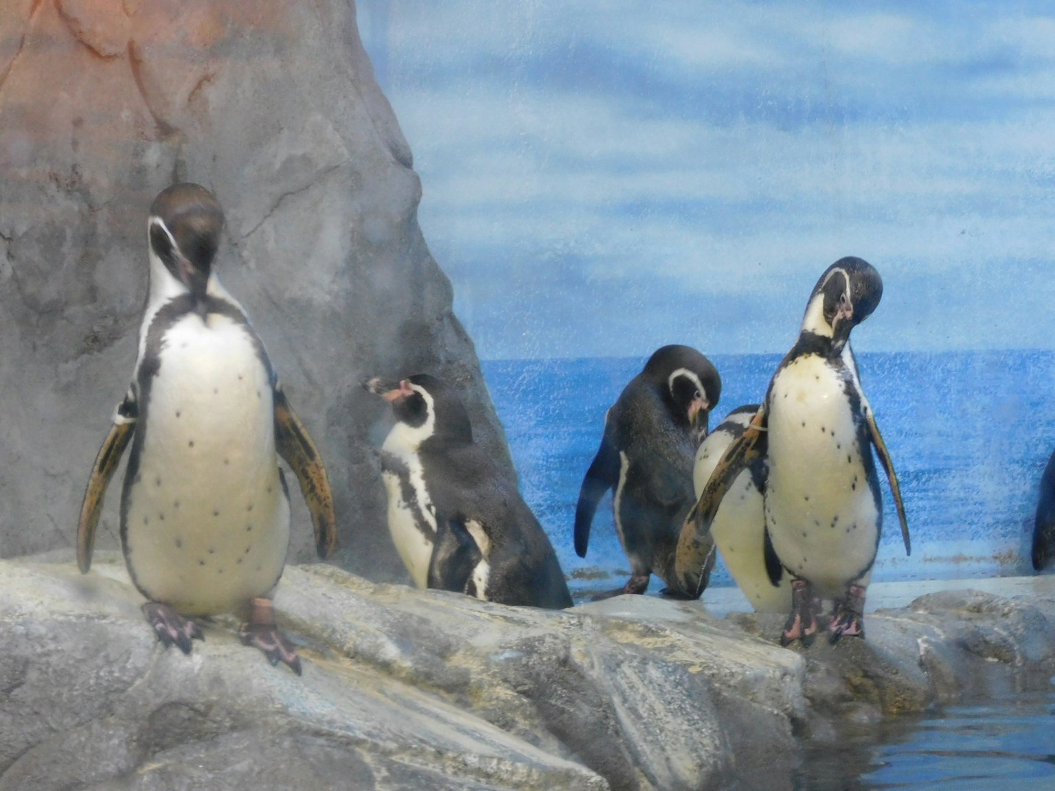 Gruppe von Pinguinen am Wasser mit Felsen