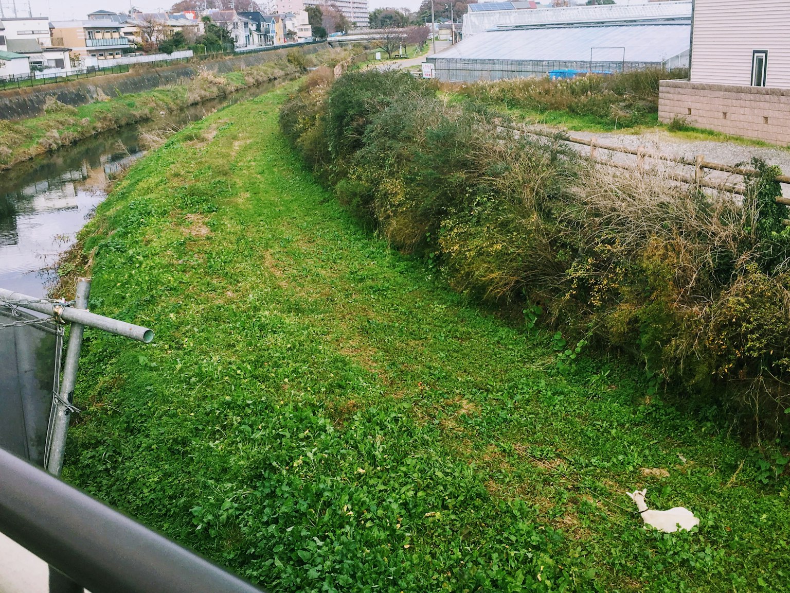 Herbe verte luxuriante et buissons au bord d'une rivière