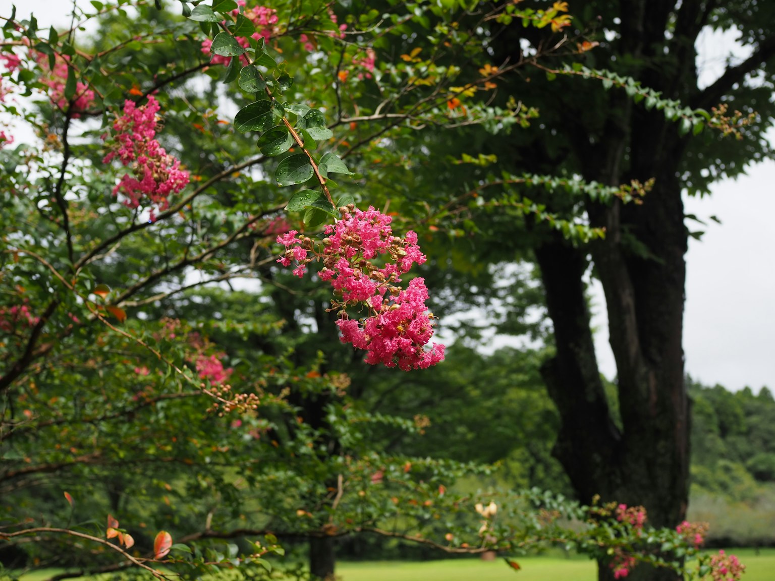 Albero con fiori rosa vivaci e sfondo verde lussureggiante