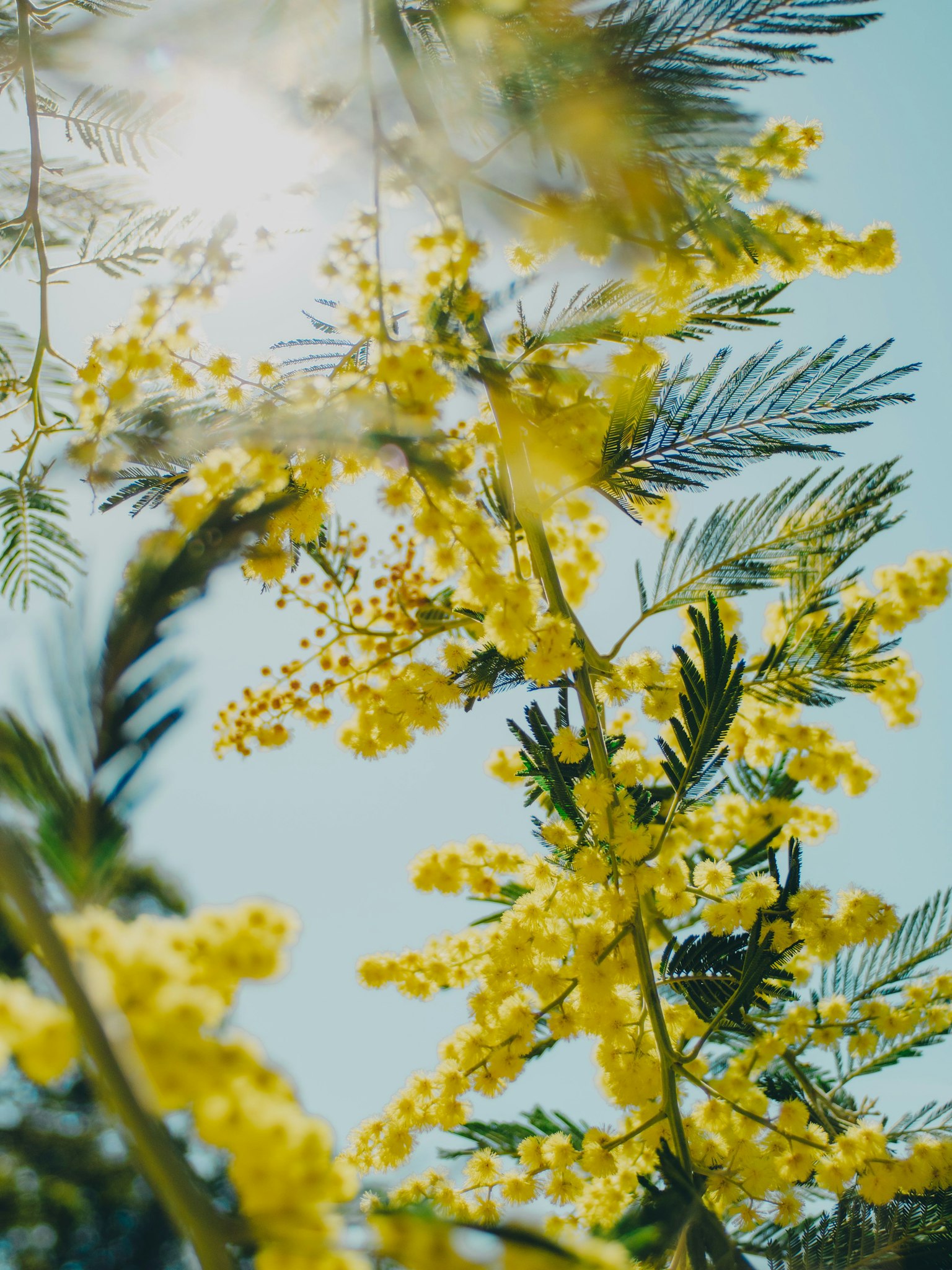 푸른 하늘 아래 노란 미모사 꽃과 초록 잎사귀