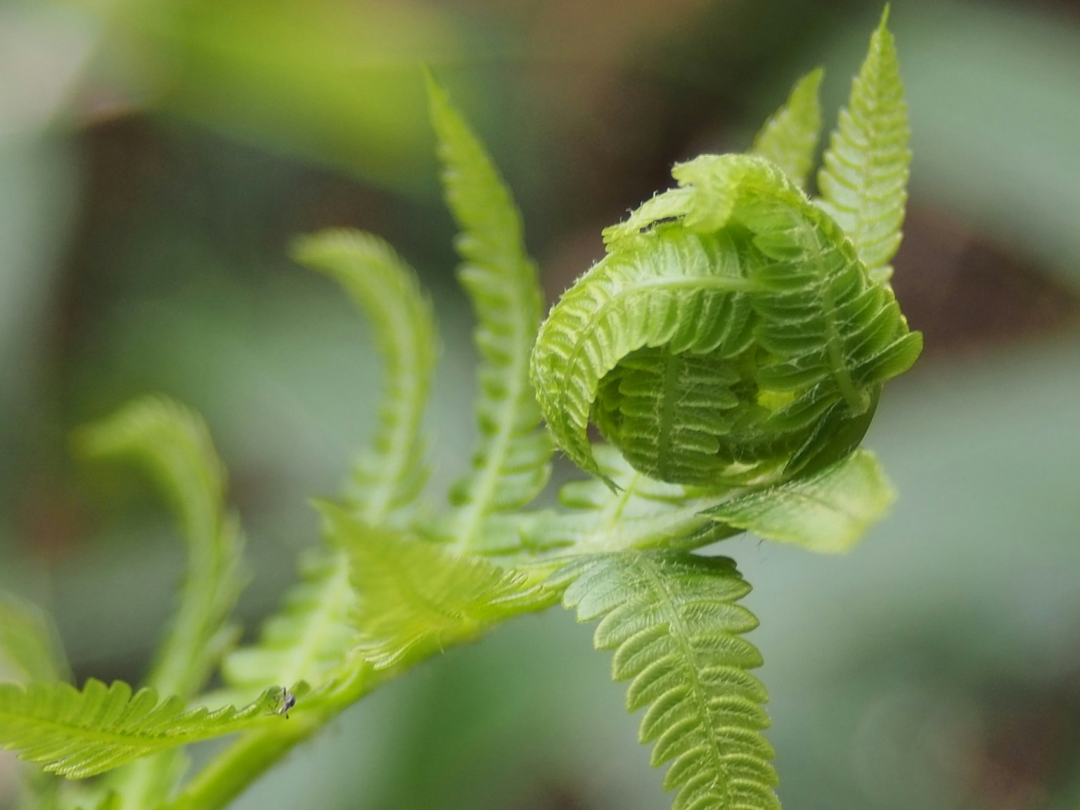 Fronda de helecho verde desenrollándose en forma de espiral
