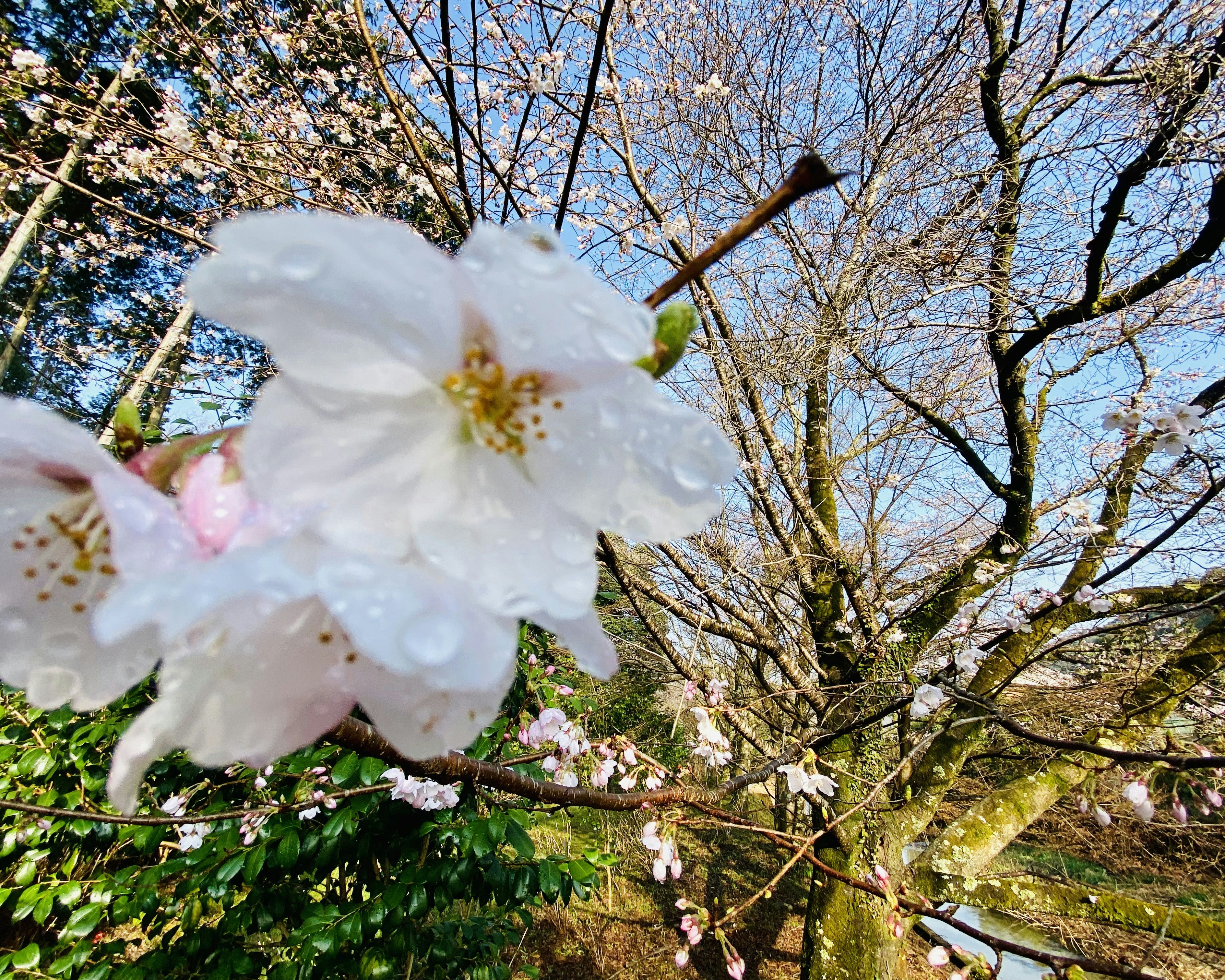 桜の花が咲く枝と青空の春景色