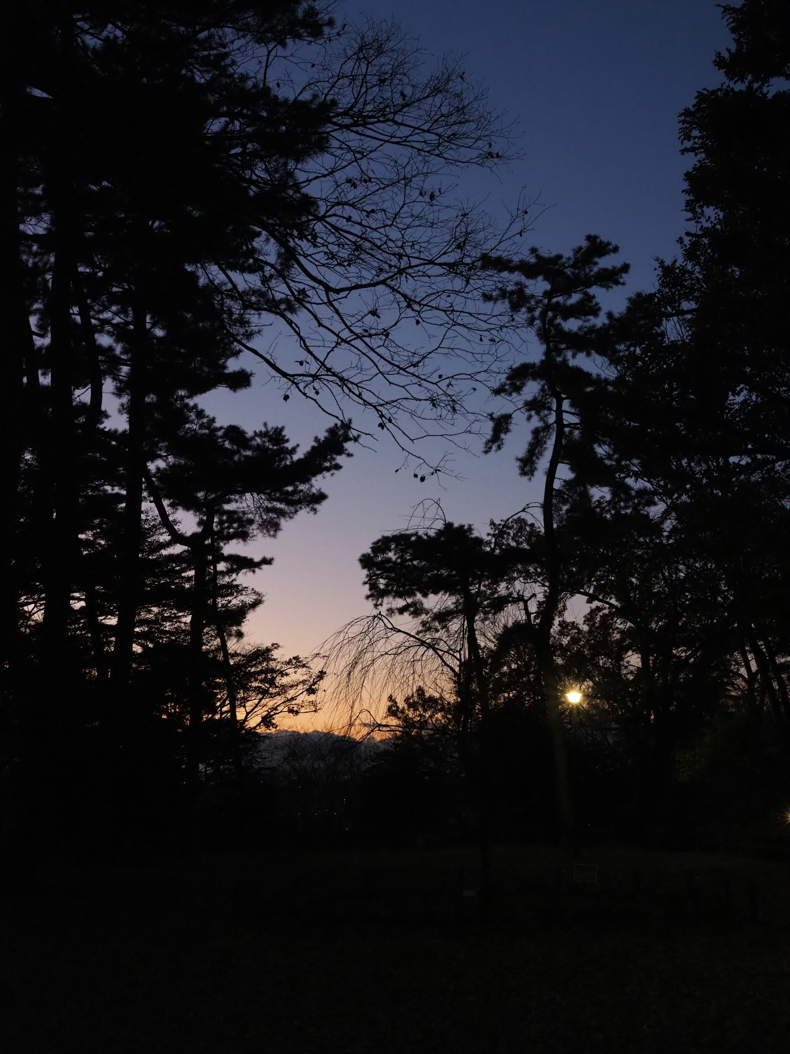 黄昏时宁静的森林景观和明亮的天空