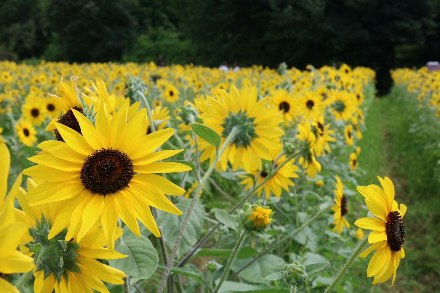 Champs de tournesols avec des fleurs jaunes vives