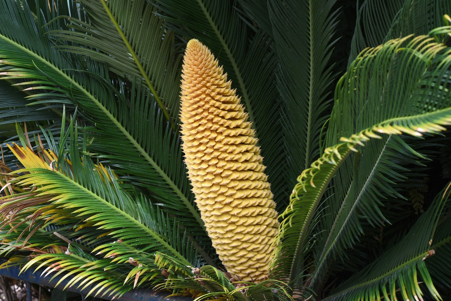 Immagine con un'inflorescenza unica di una pianta di palma