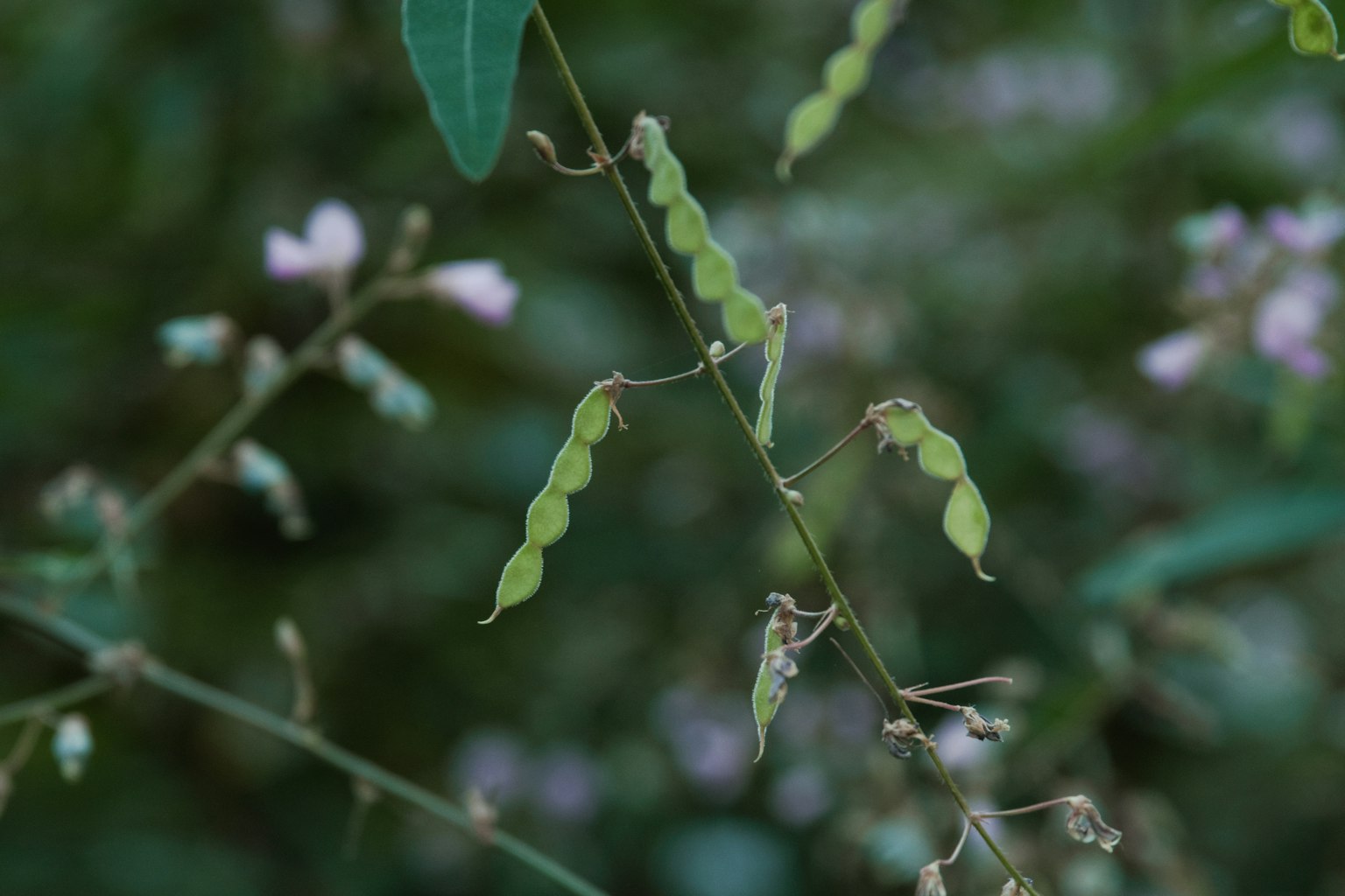 Close-up of a plant stem with green pods and leaves