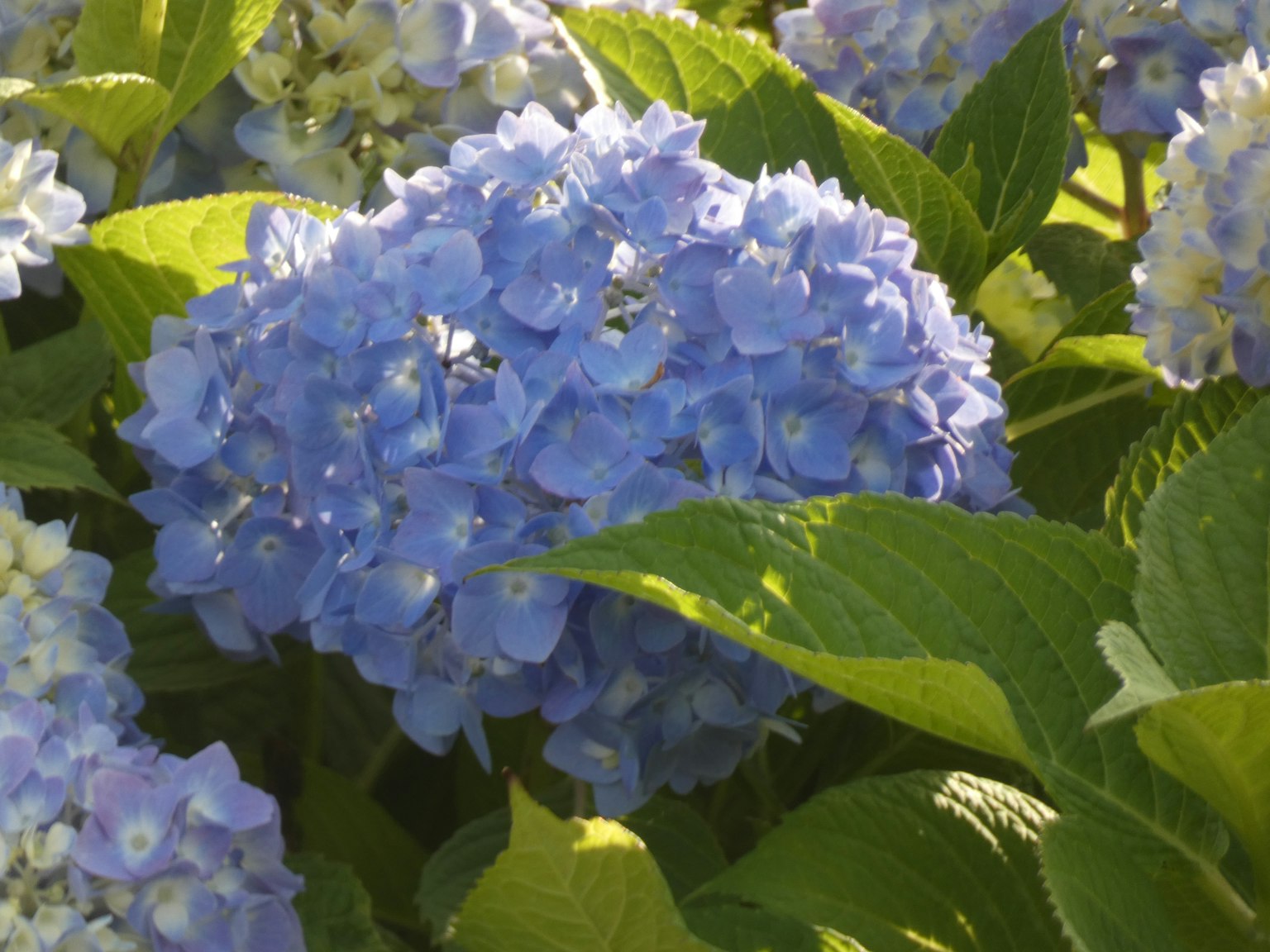 Schöne Szene mit blauen Hortensienblüten und grünen Blättern