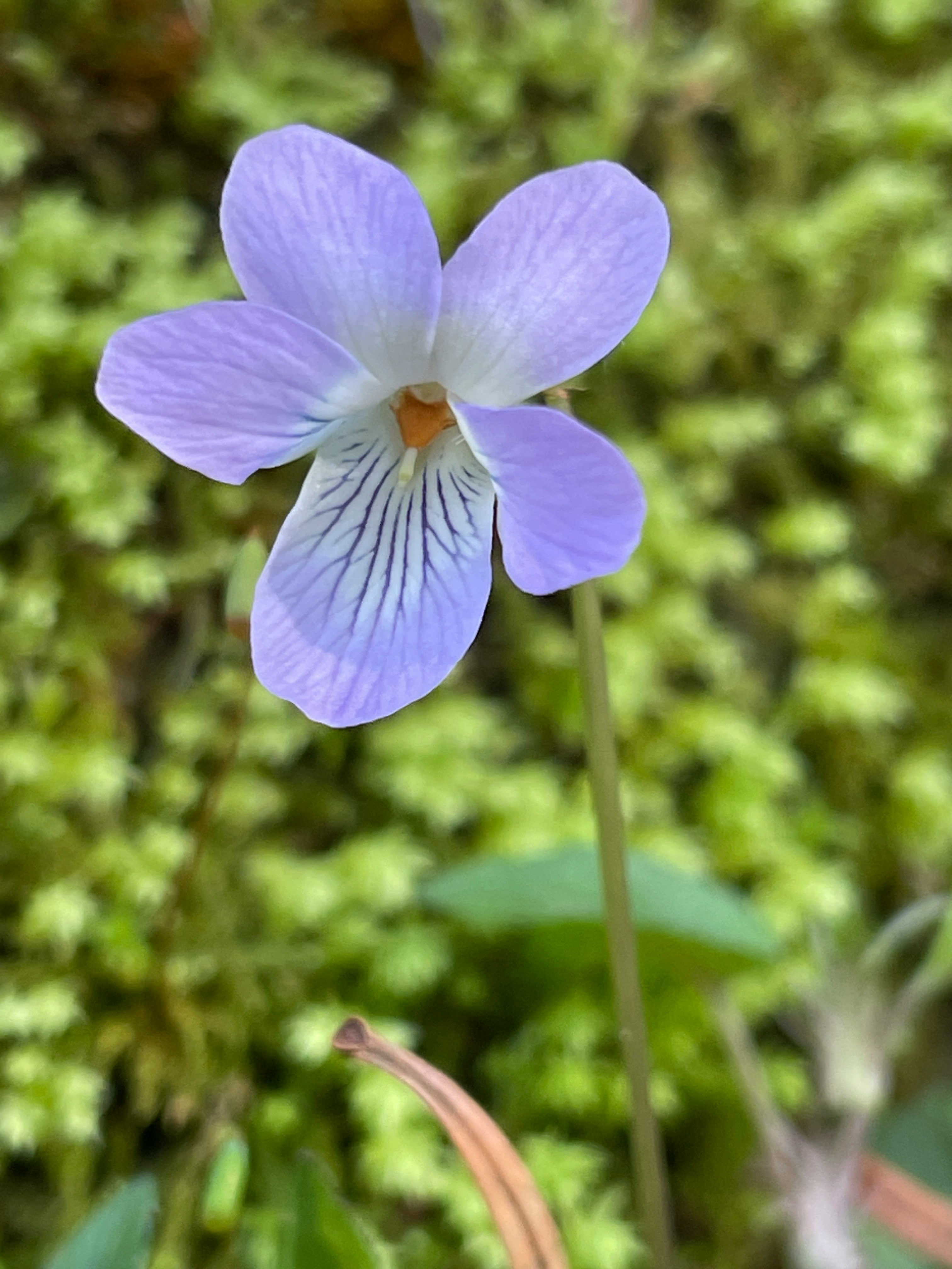 紫のスミレの花のクローズアップ