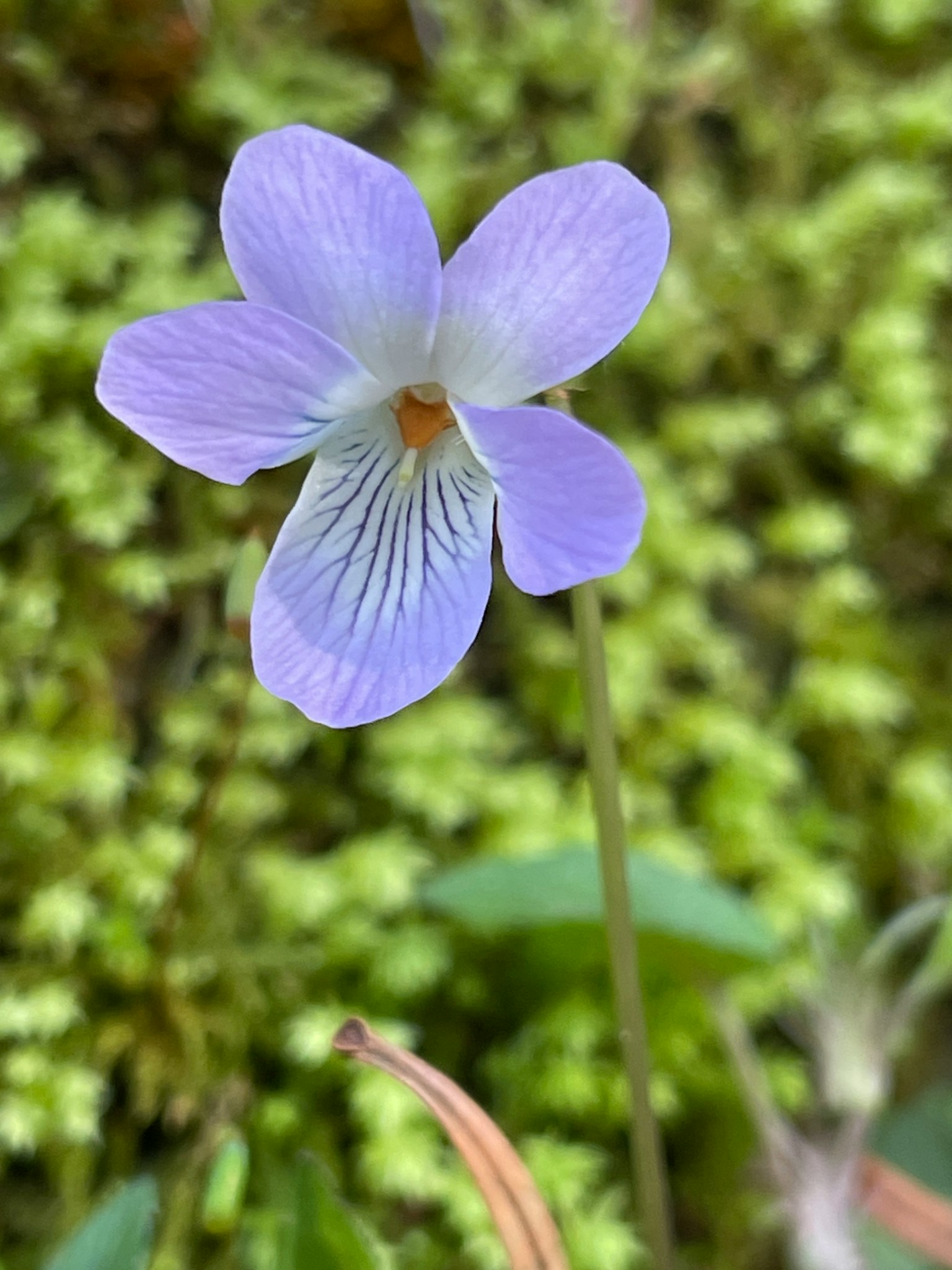 Bunga violet liar dengan kelopak ungu mekar di latar belakang hijau