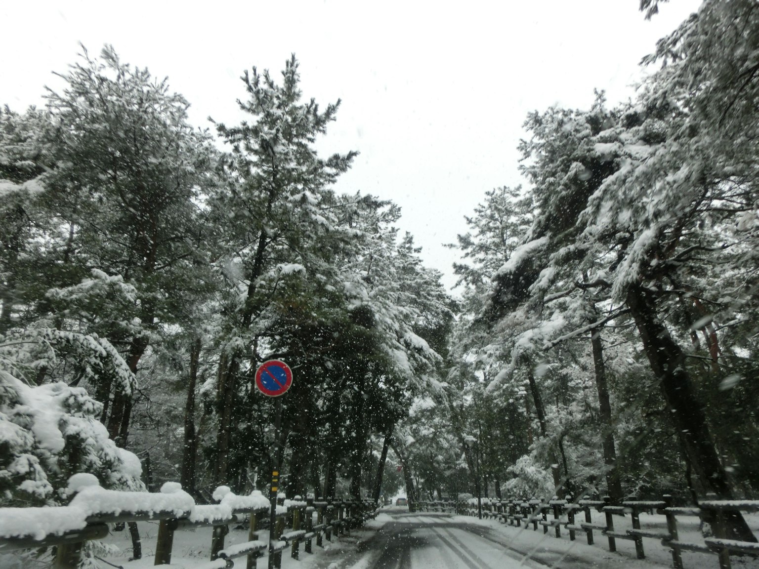 Una strada circondata da alberi coperti di neve