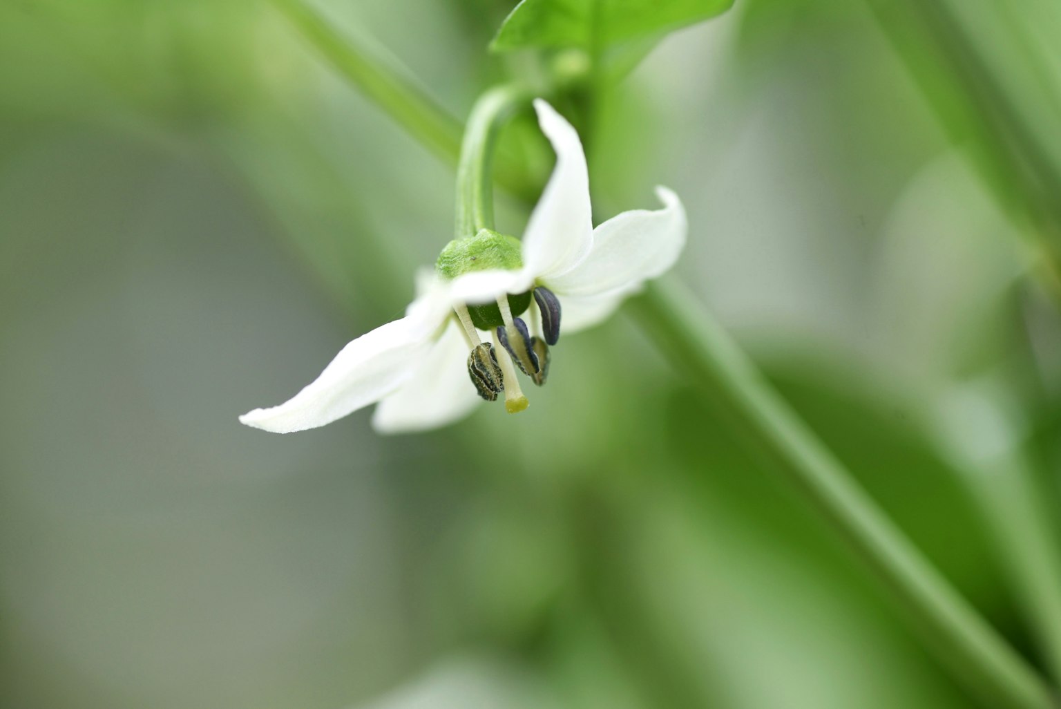 Close-up bunga putih dengan daun hijau di latar belakang