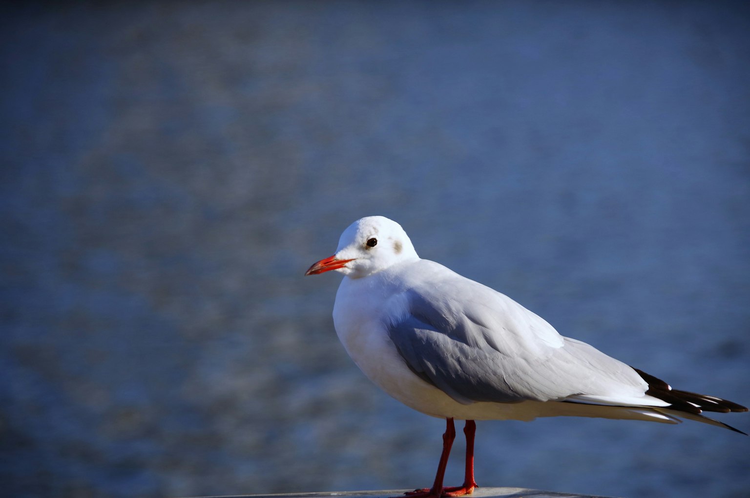 A white seagull standing against a blue water background