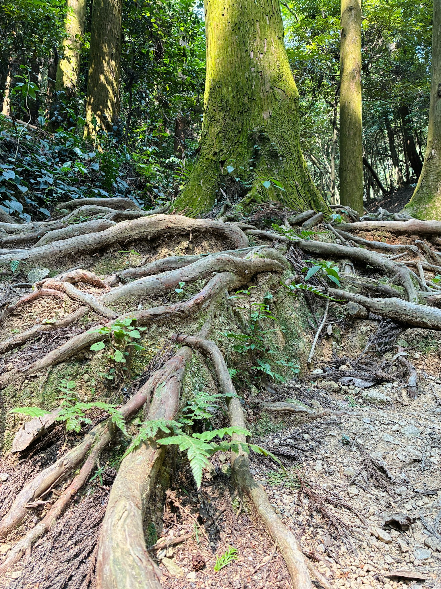 รากต้นไม้หนาที่พันกันในป่าที่เขียวขจีพร้อมพืชเล็กๆ