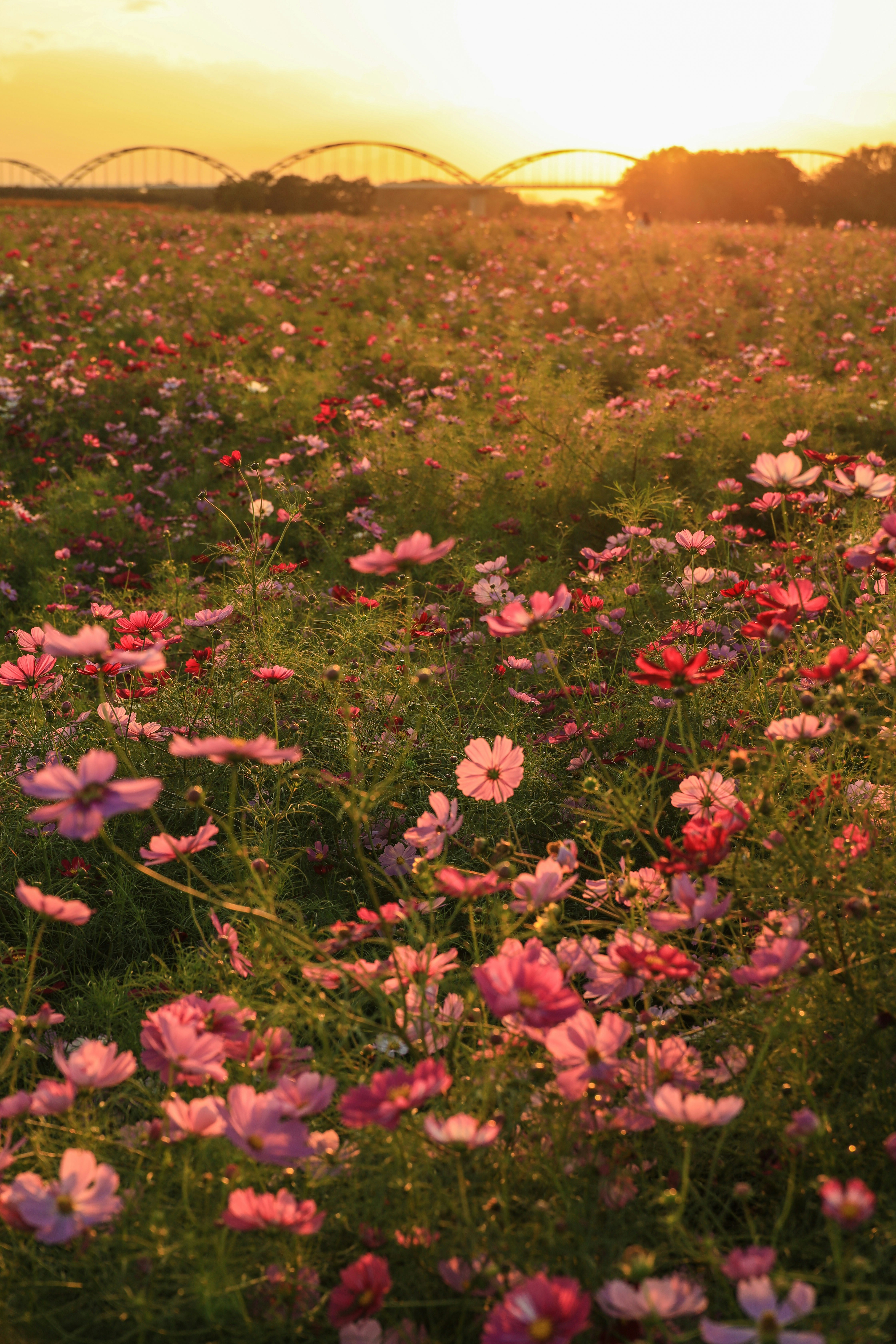 夕日に照らされたコスモス畑の花景色