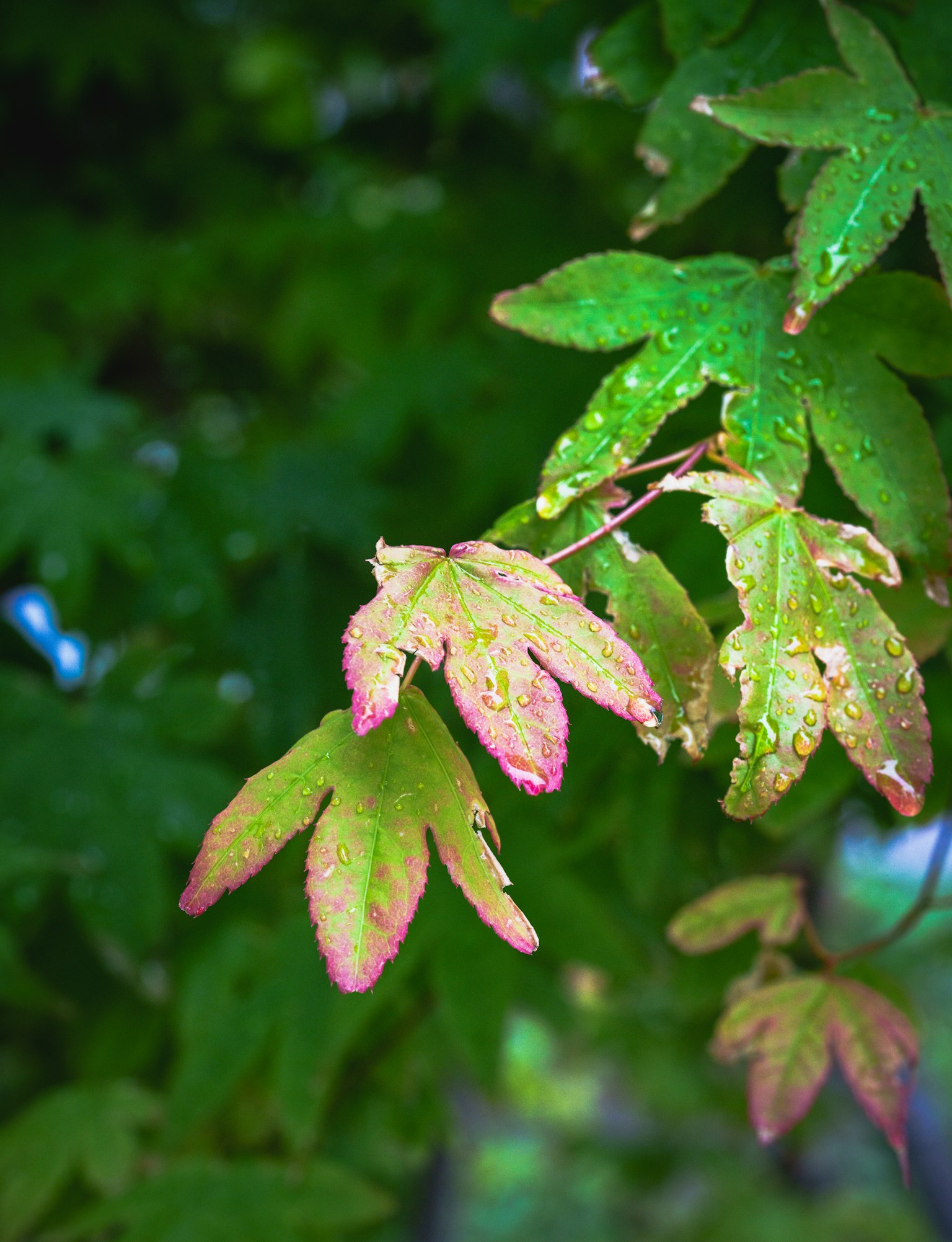 photo-r0CTl9frxNmCKw31OPcA-image
