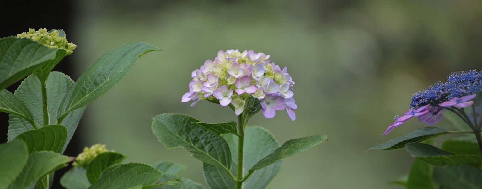 開花植物的特寫，紫色和綠色花瓣