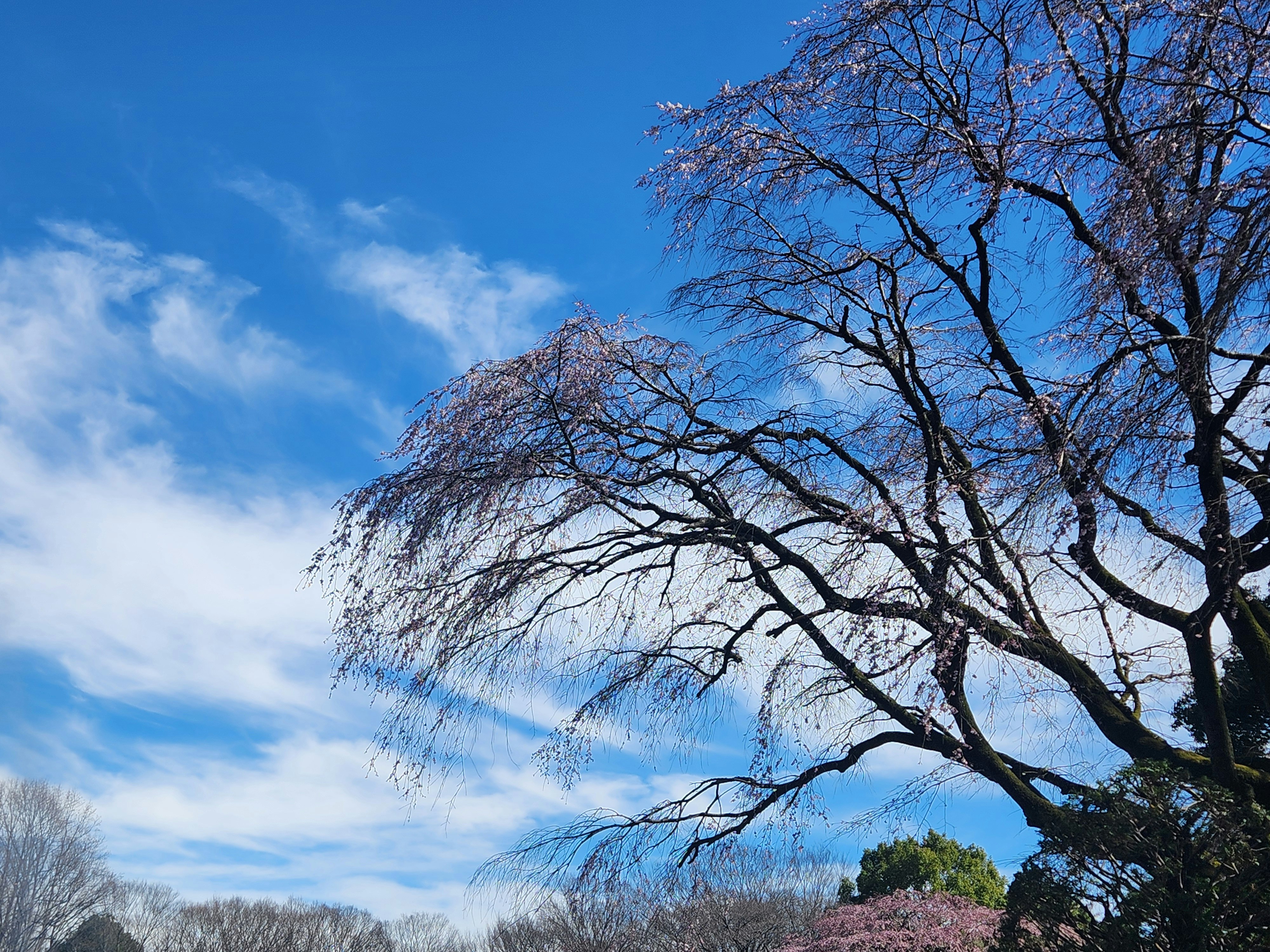 青空の下で咲き始めた枝垂れ桜と並木の木々