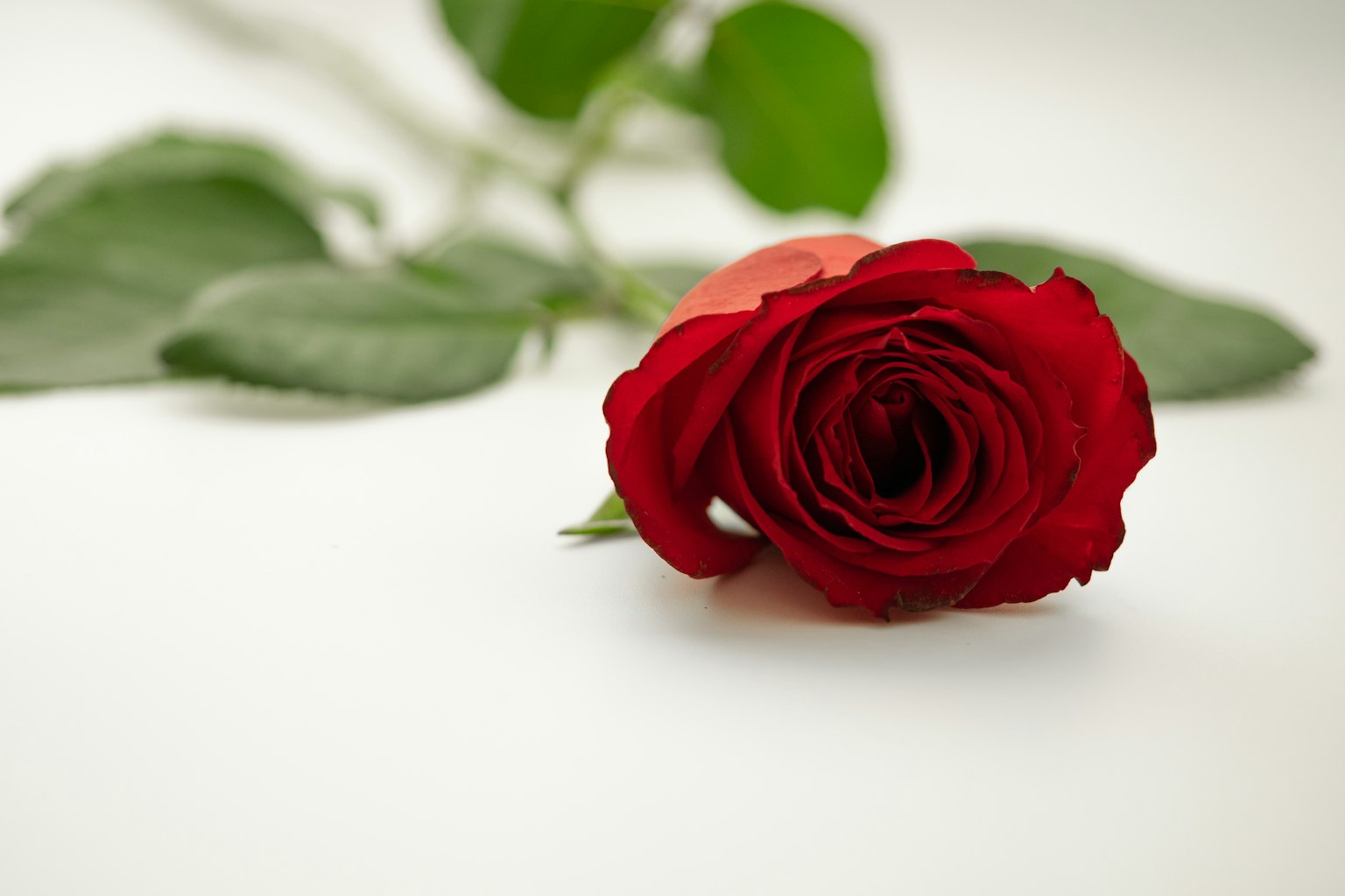 Eine rote Rose mit grünen Blättern auf einem weißen Hintergrund